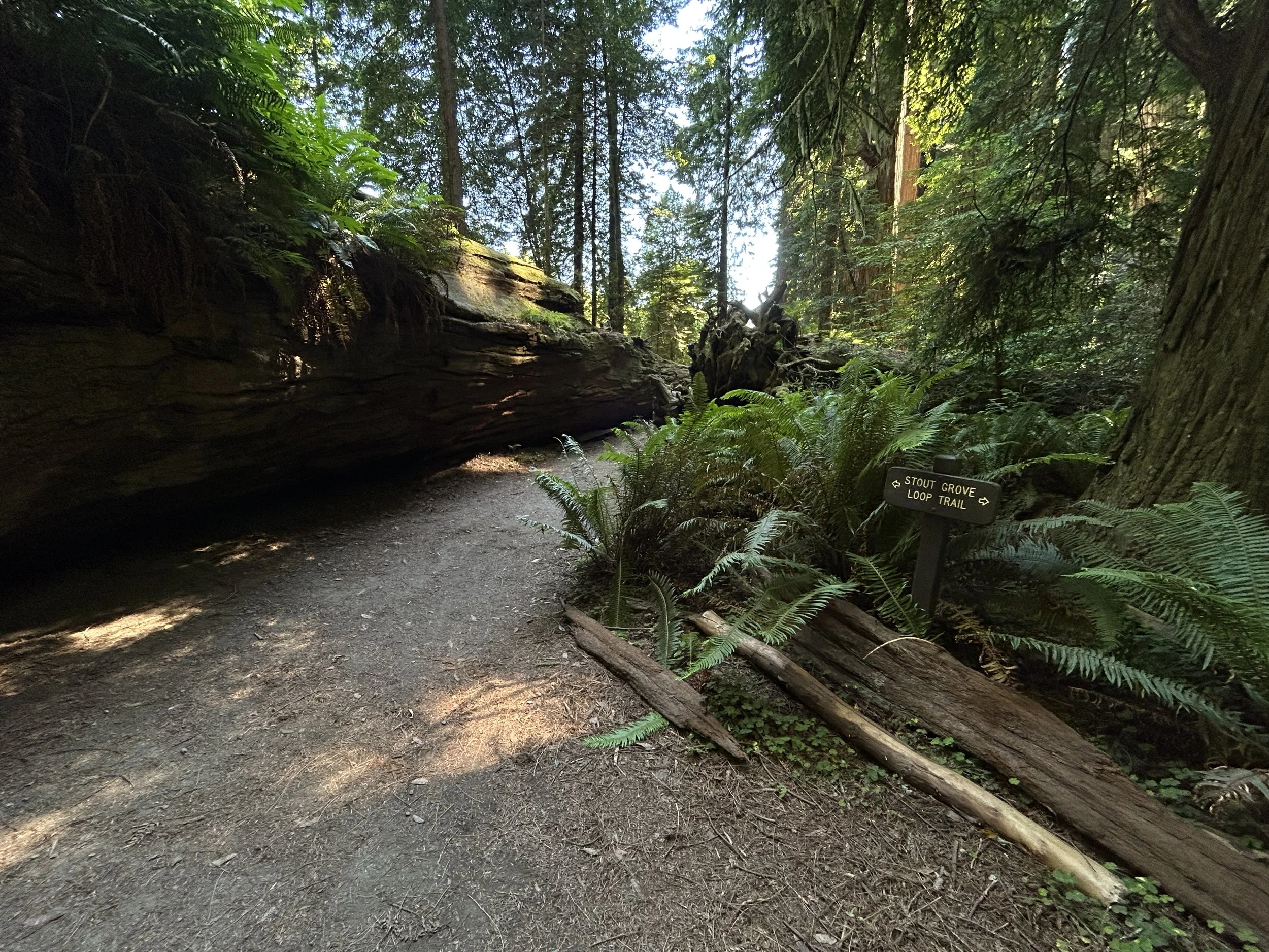 Hiking the Stout Memorial Grove Trail in Jedediah Smith Redwoods State ...