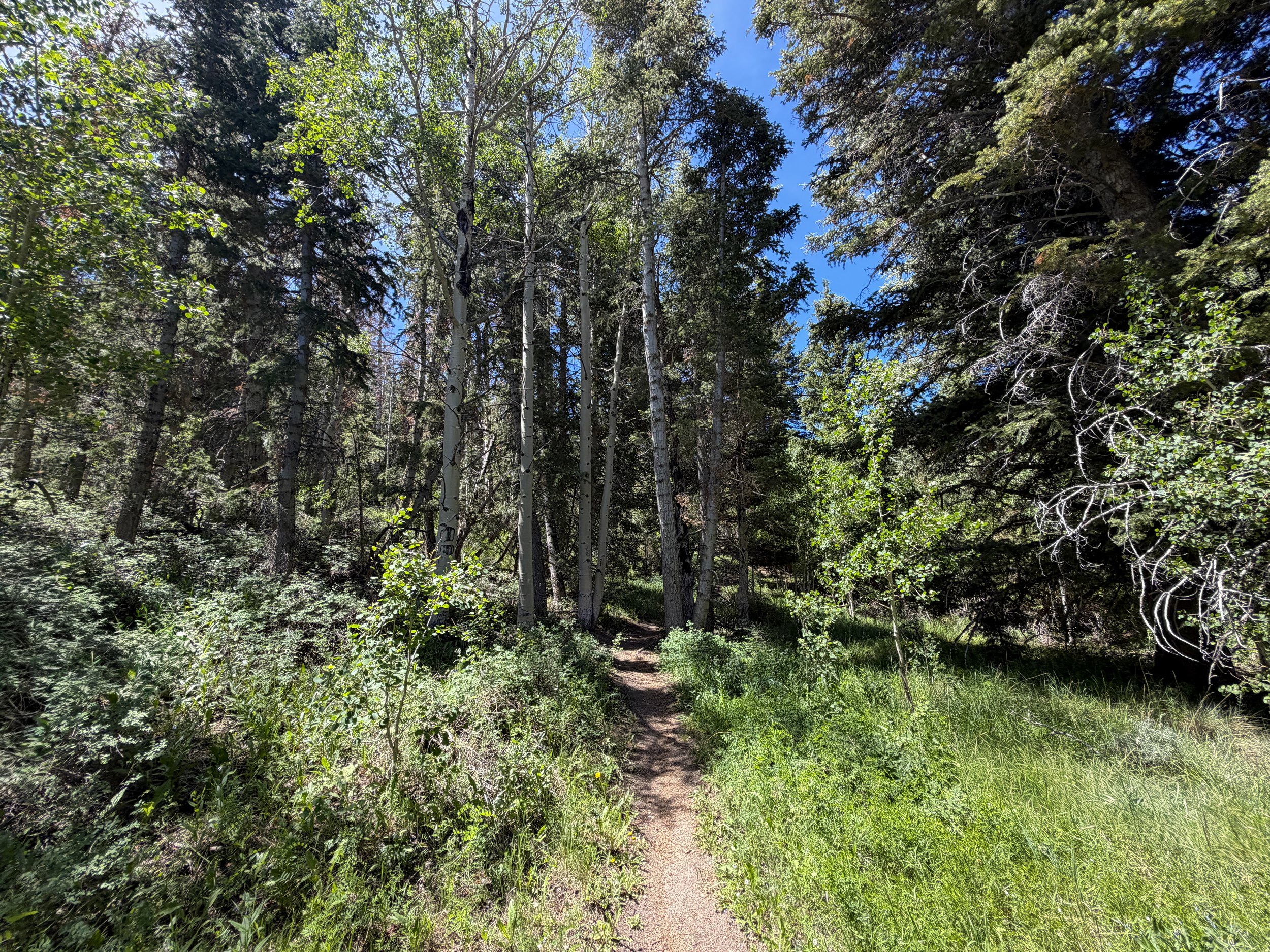 Timber Creek Loop Trail Great Basin National Park Nevada