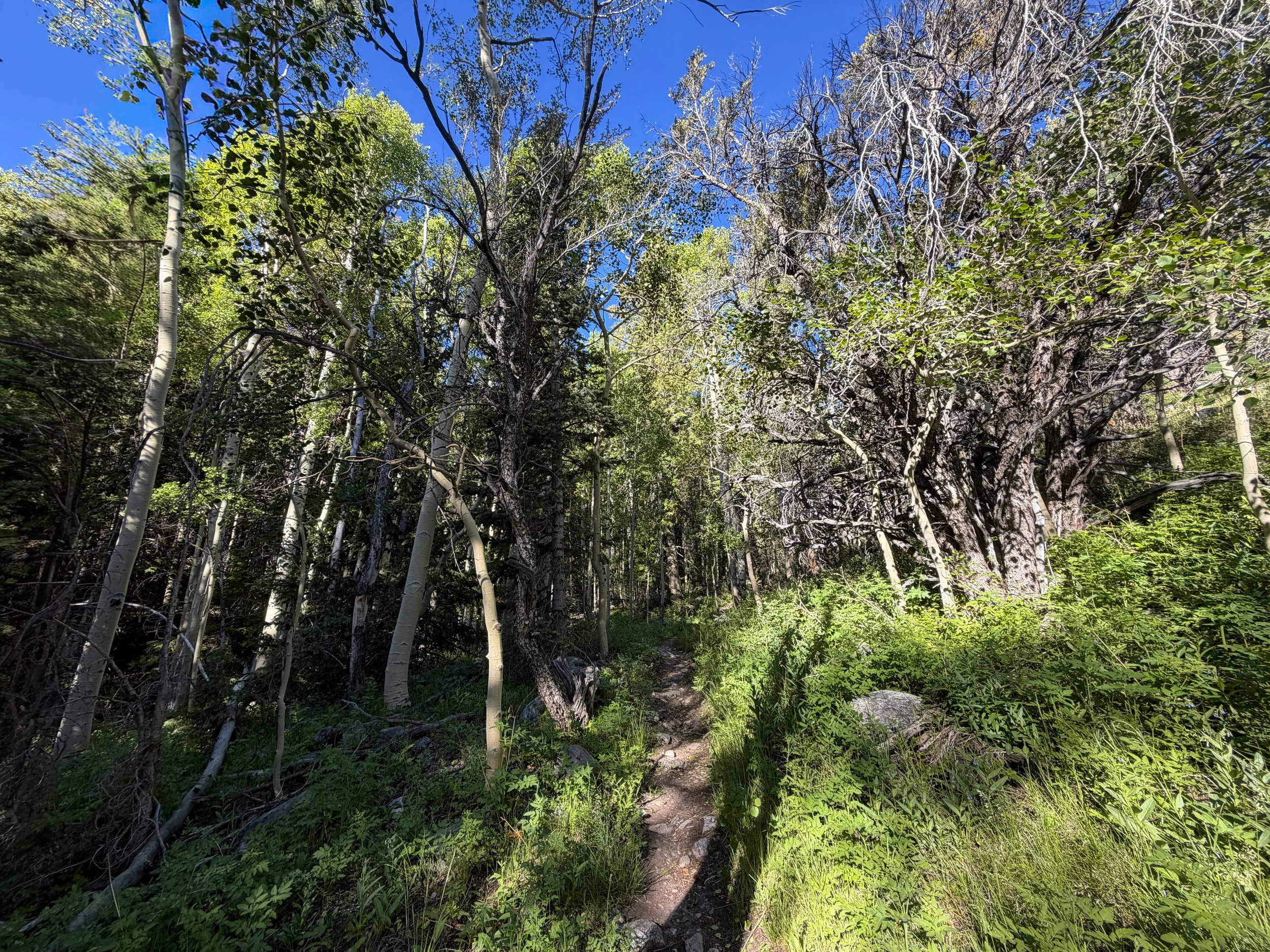 Lehman Creek Trail Great Basin National Park Nevada