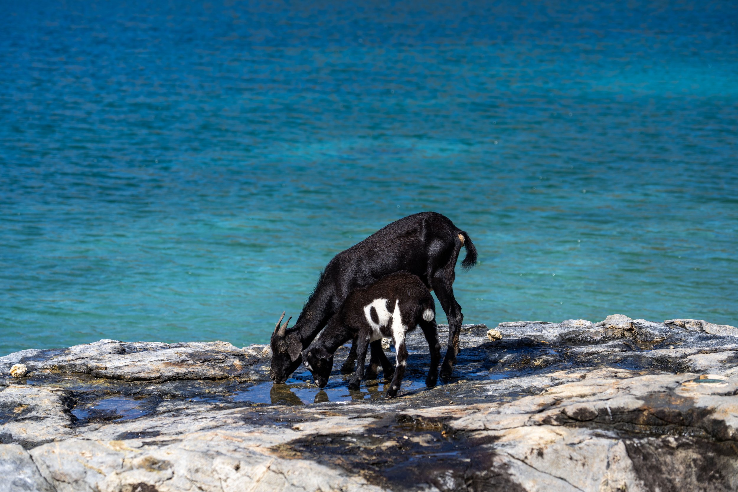 Leinster Bay Trail Goats Virgin Islands National Park