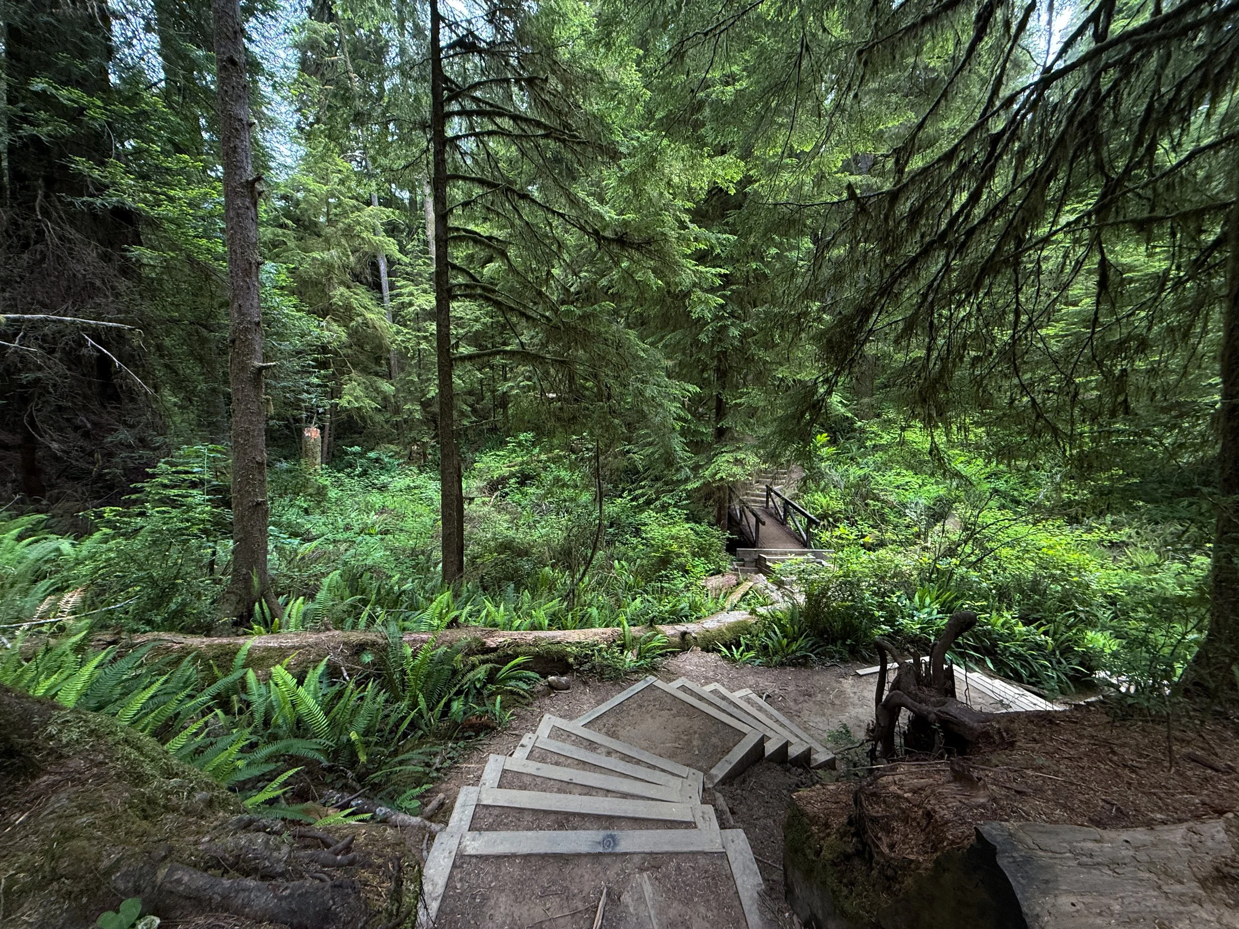 Boy Scout Tree Hike Jedediah Smith Redwoods State Park California