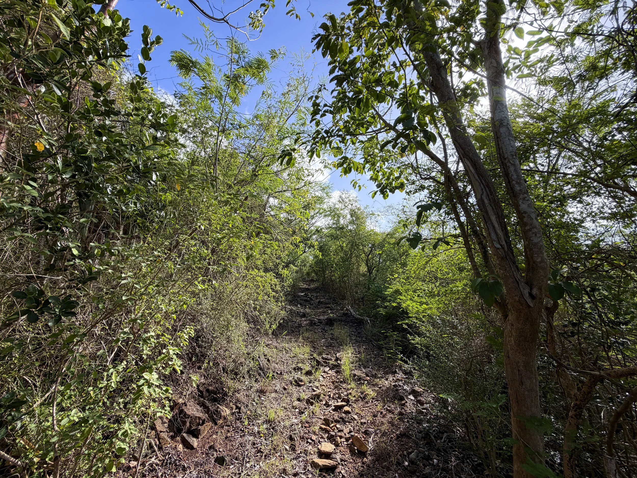 Bordeaux Mountain Trail Virgin Islands National Park