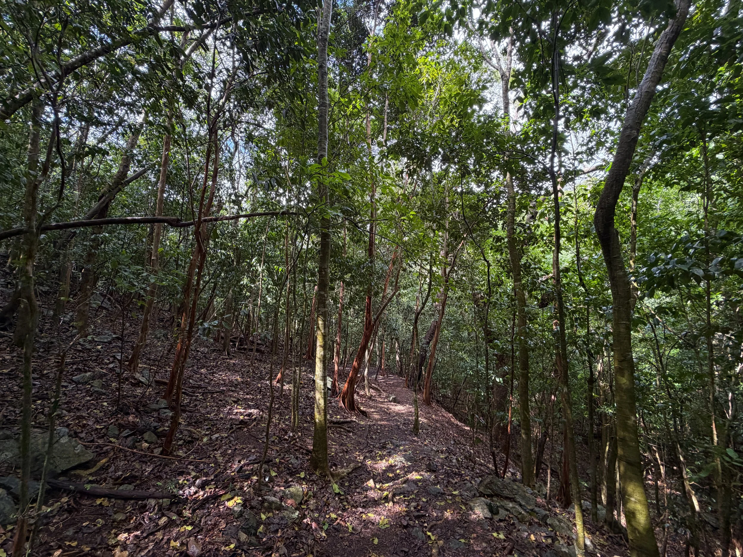 Cinnamon Bay Loop Trail Virgin Islands National Park