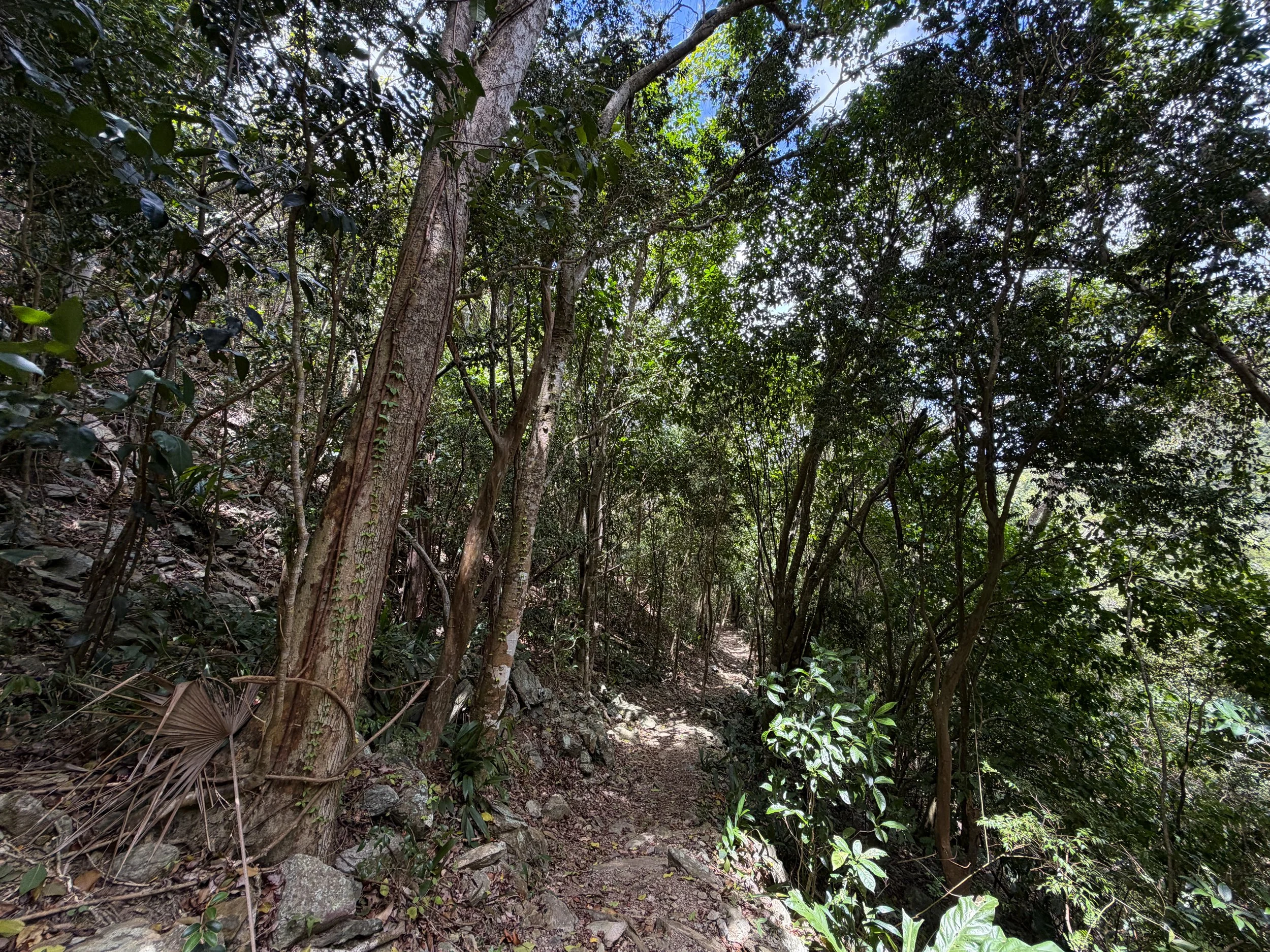 Maria Hope Hike Virgin Islands National Park