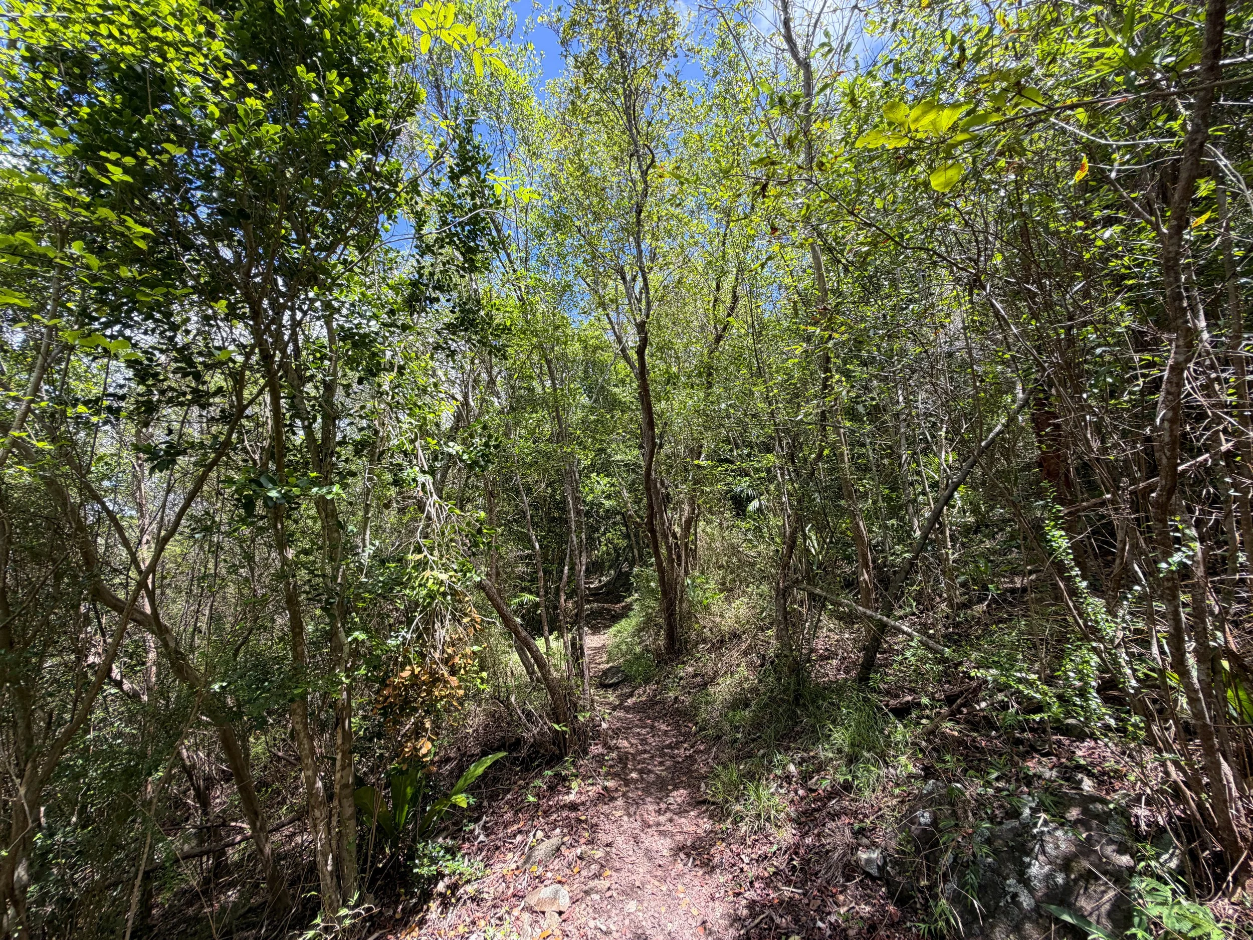 Caneel Hill Hike Virgin Islands National Park