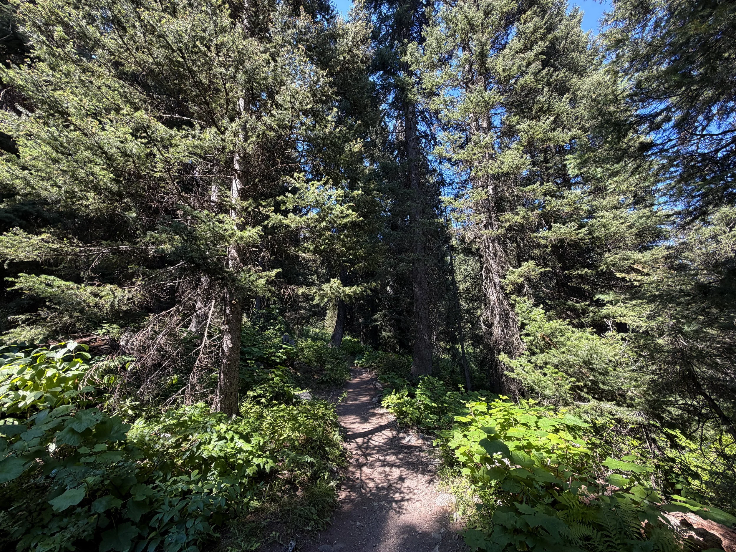 Jenny Lake Loop Trail Grand Teton National Park Wyoming