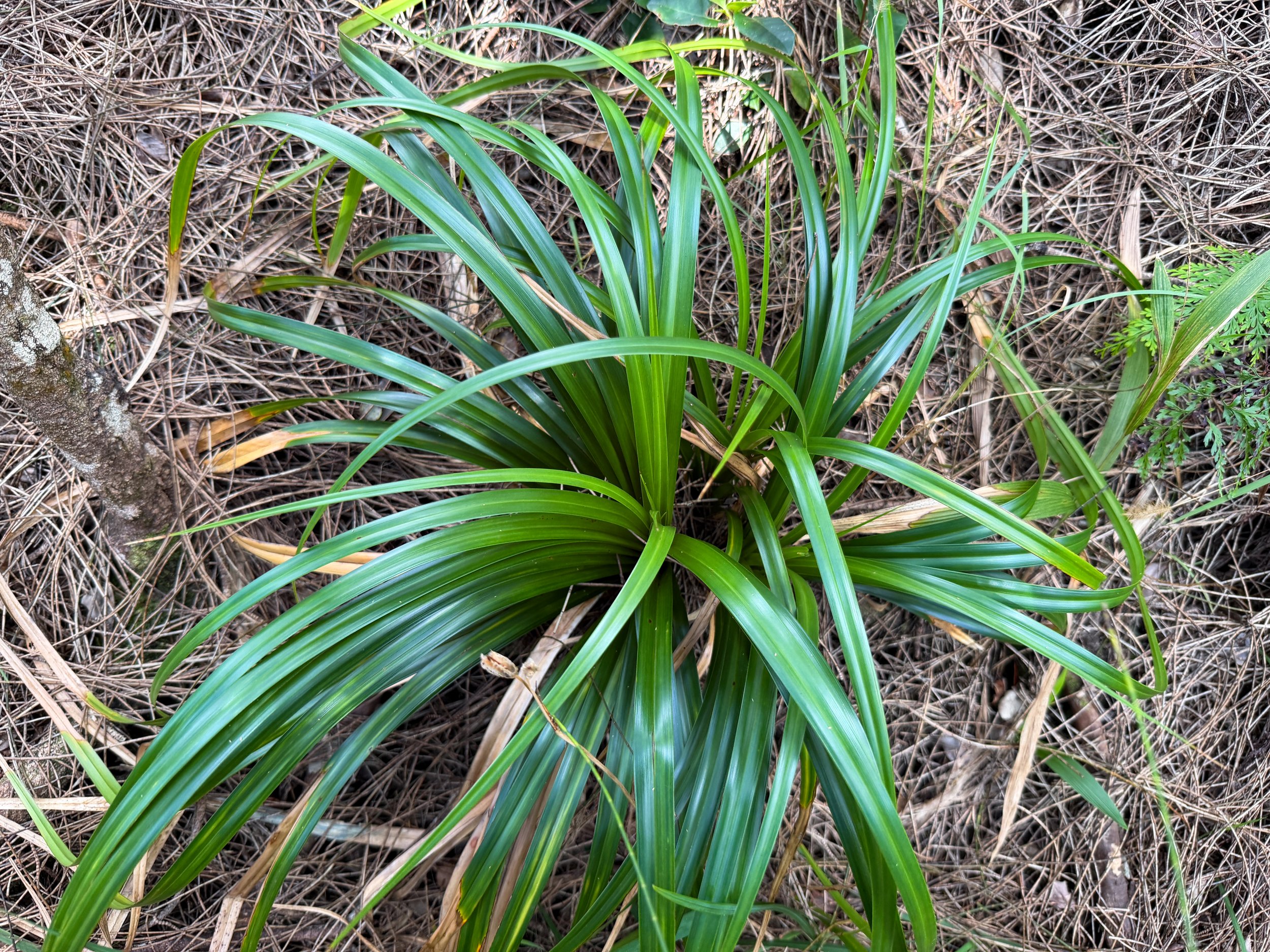 Oahu Sedge Carex wahuensis subsp. wahuensis