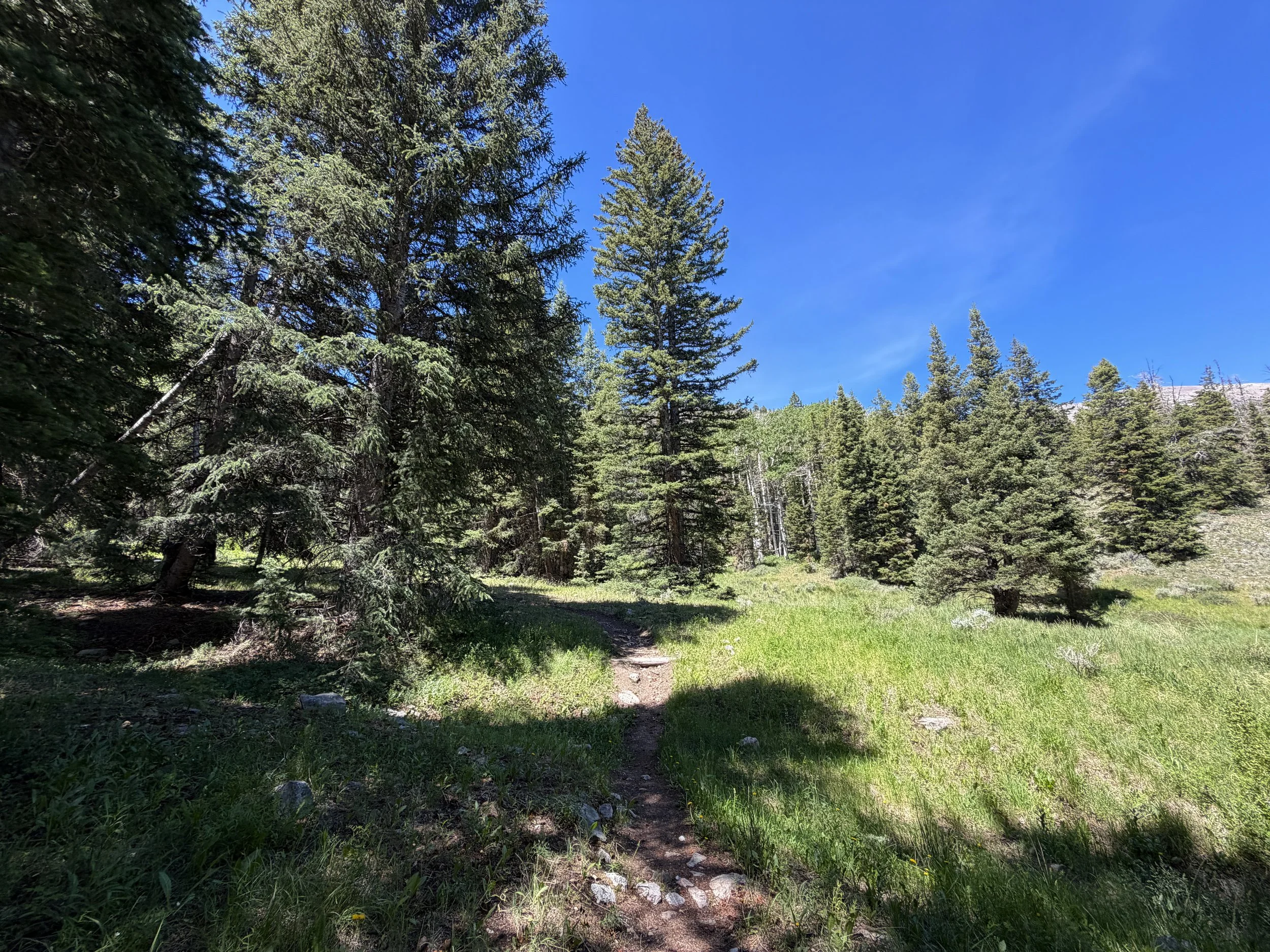 Timber Creek Loop Trail Great Basin National Park Nevada