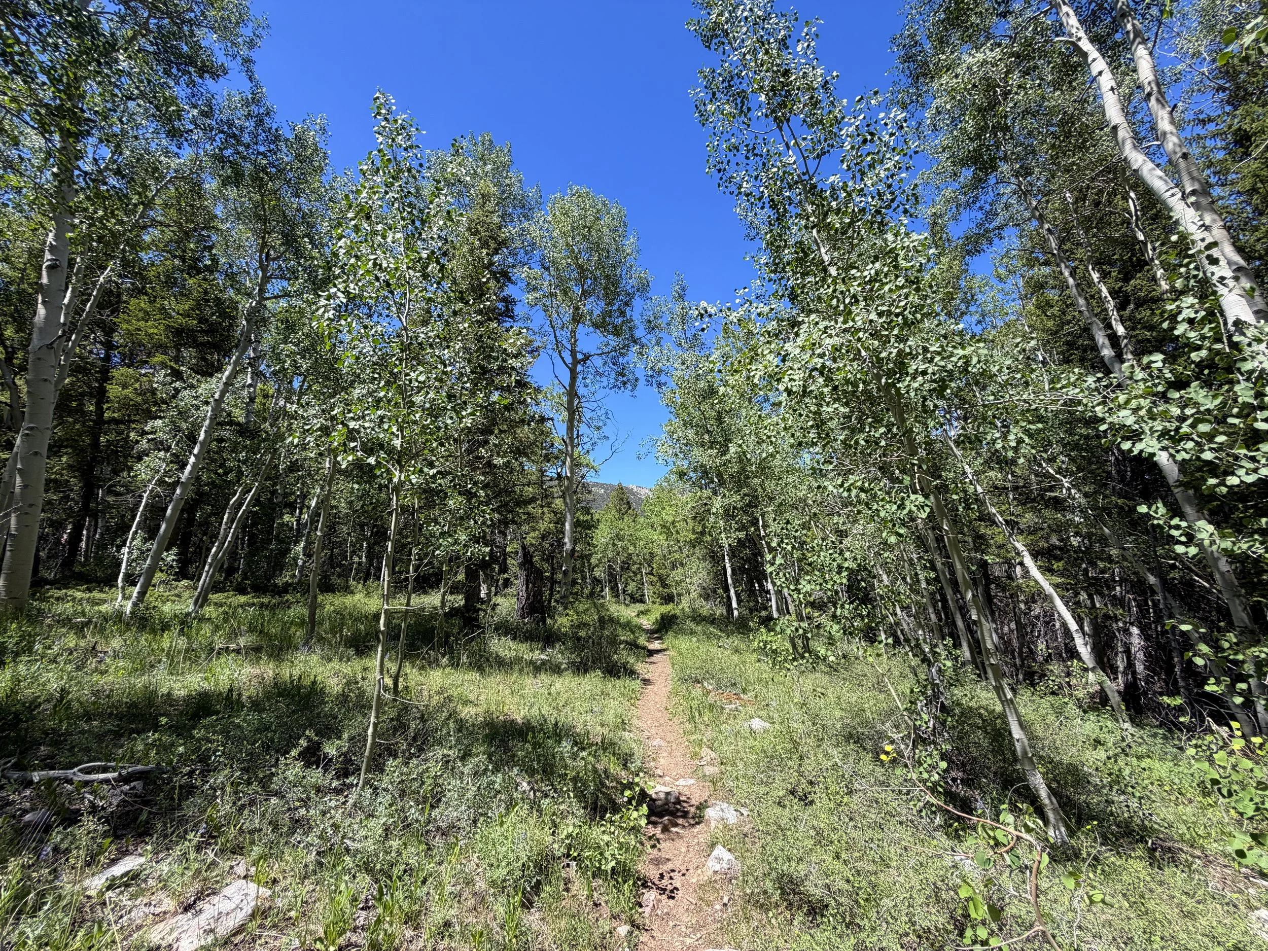 Timber Creek Loop Trail Great Basin National Park Nevada