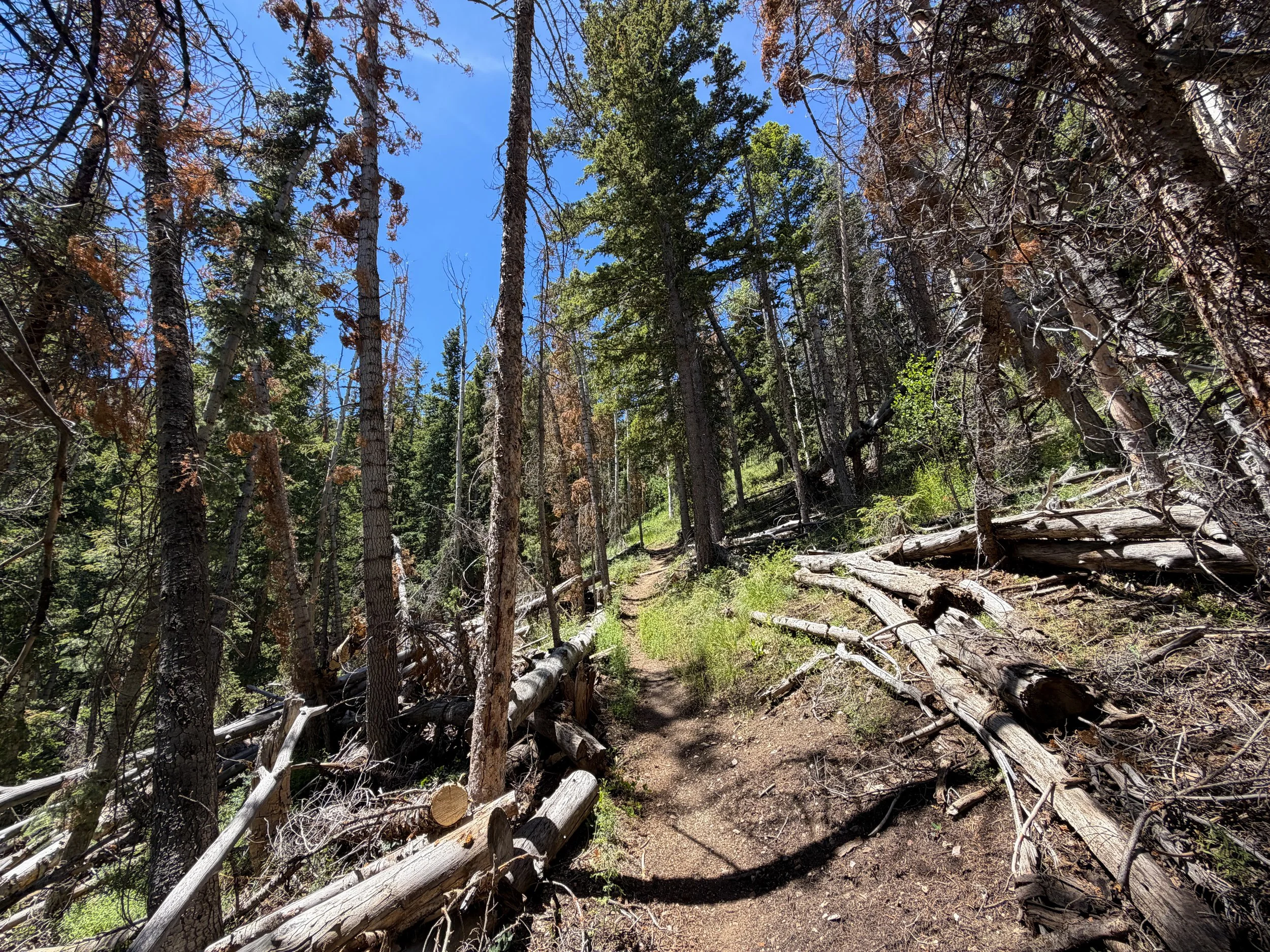 Timber Creek Loop Hike Great Basin National Park Nevada