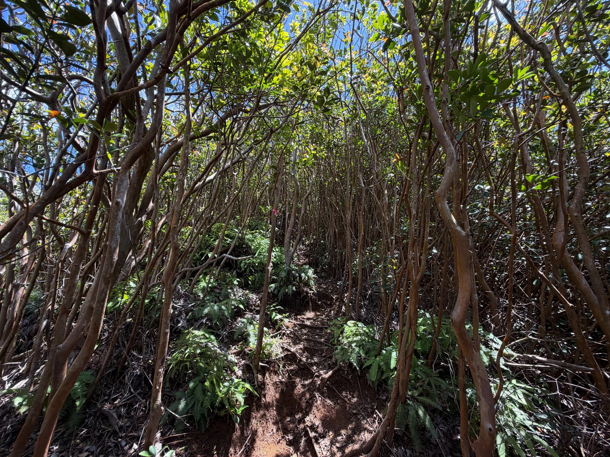 Moanalua Valley Trail to Tripler Ridge Trail Oahu Hawaii