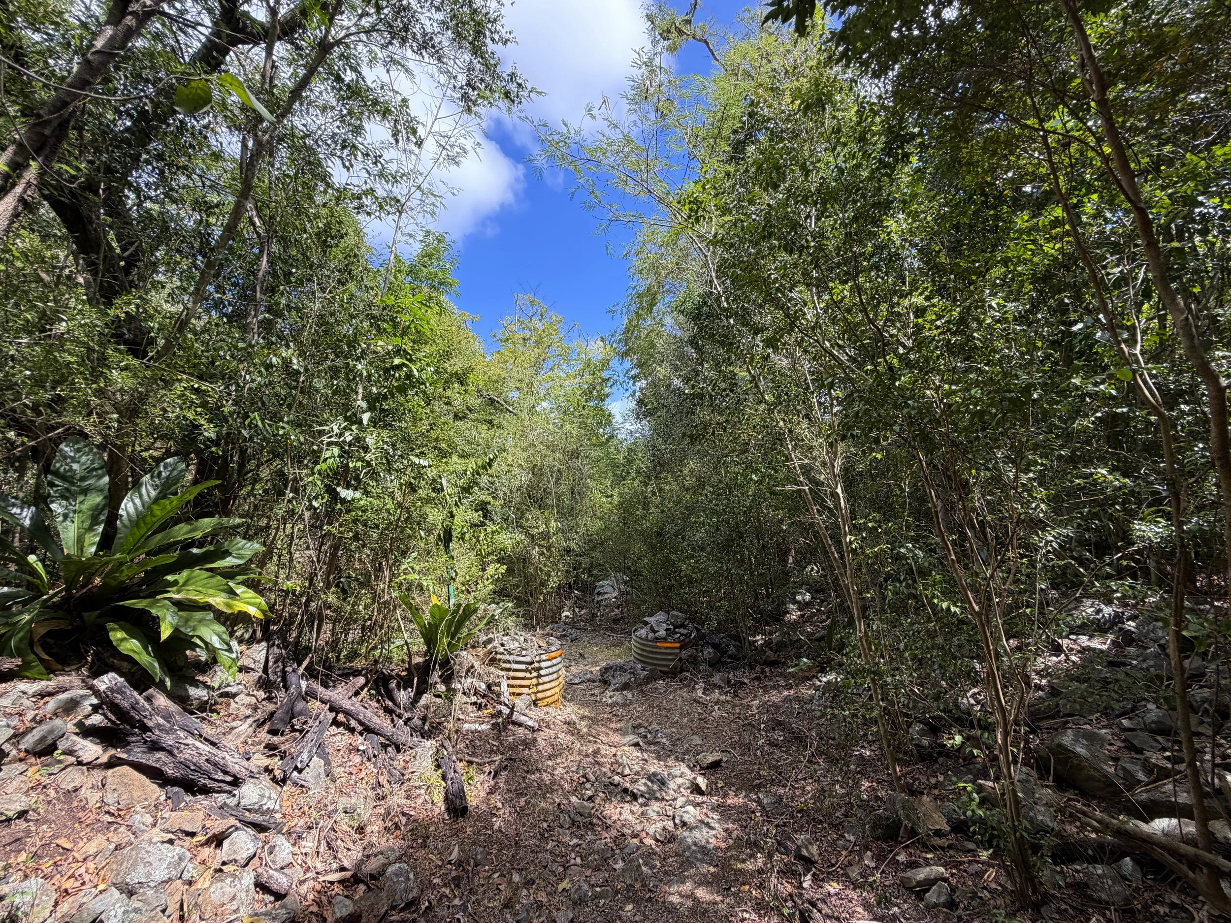 Johnny Horn Trail Virgin Islands National Park