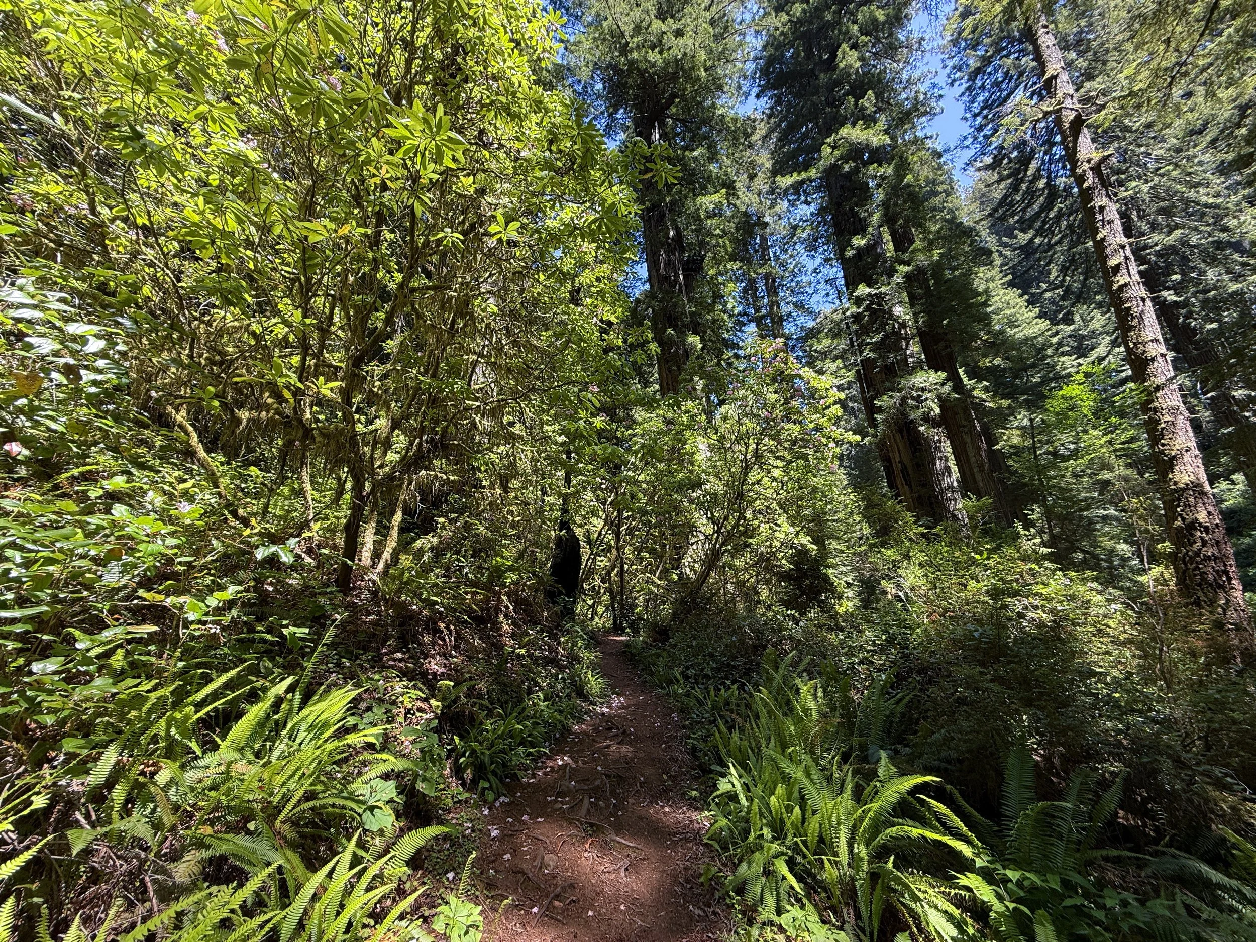 Hope Creek–Ten Taypo Loop Trail Prairie Creek Redwoods State Park California