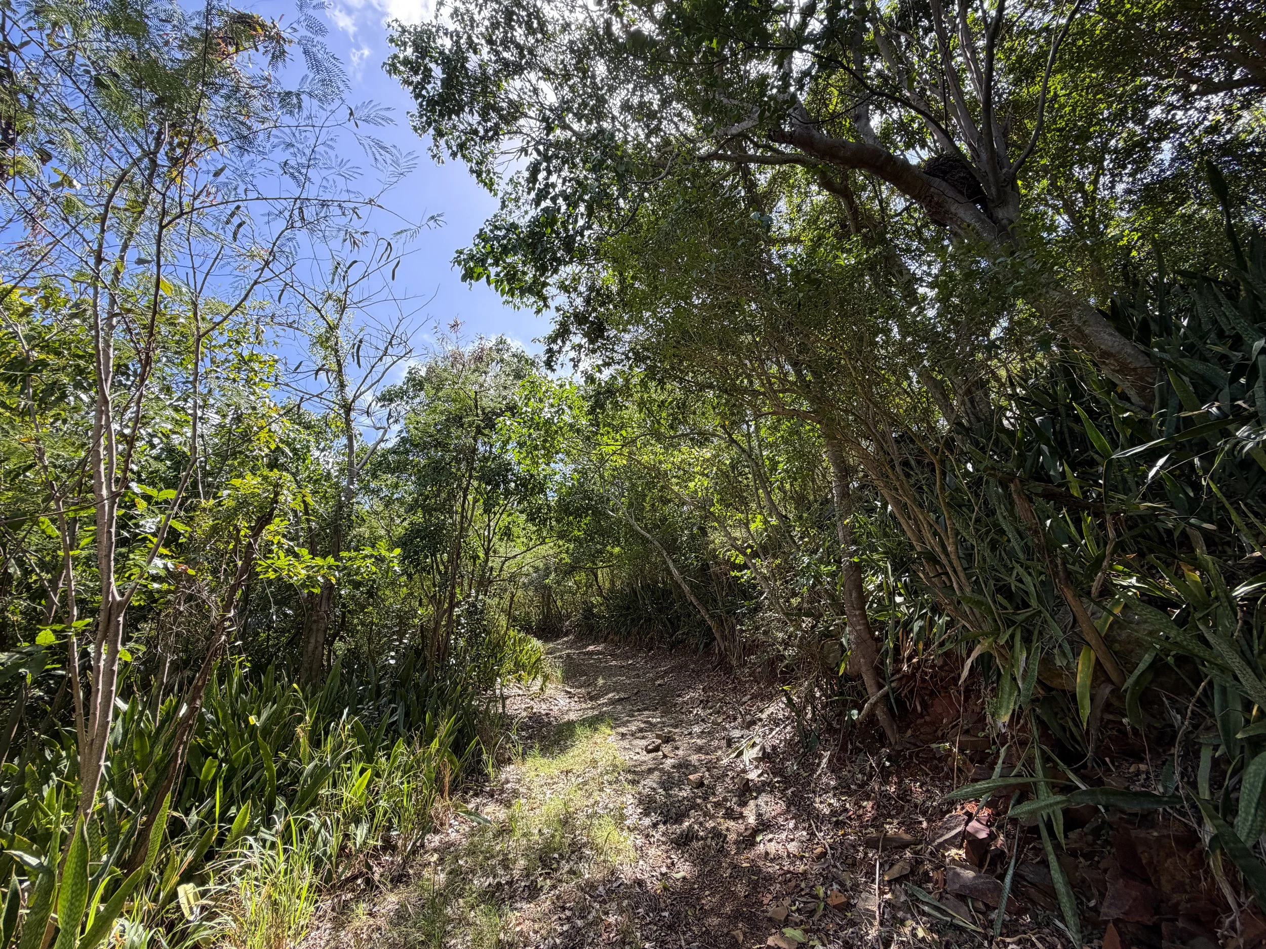 Bordeaux Mountain Trail Virgin Islands National Park