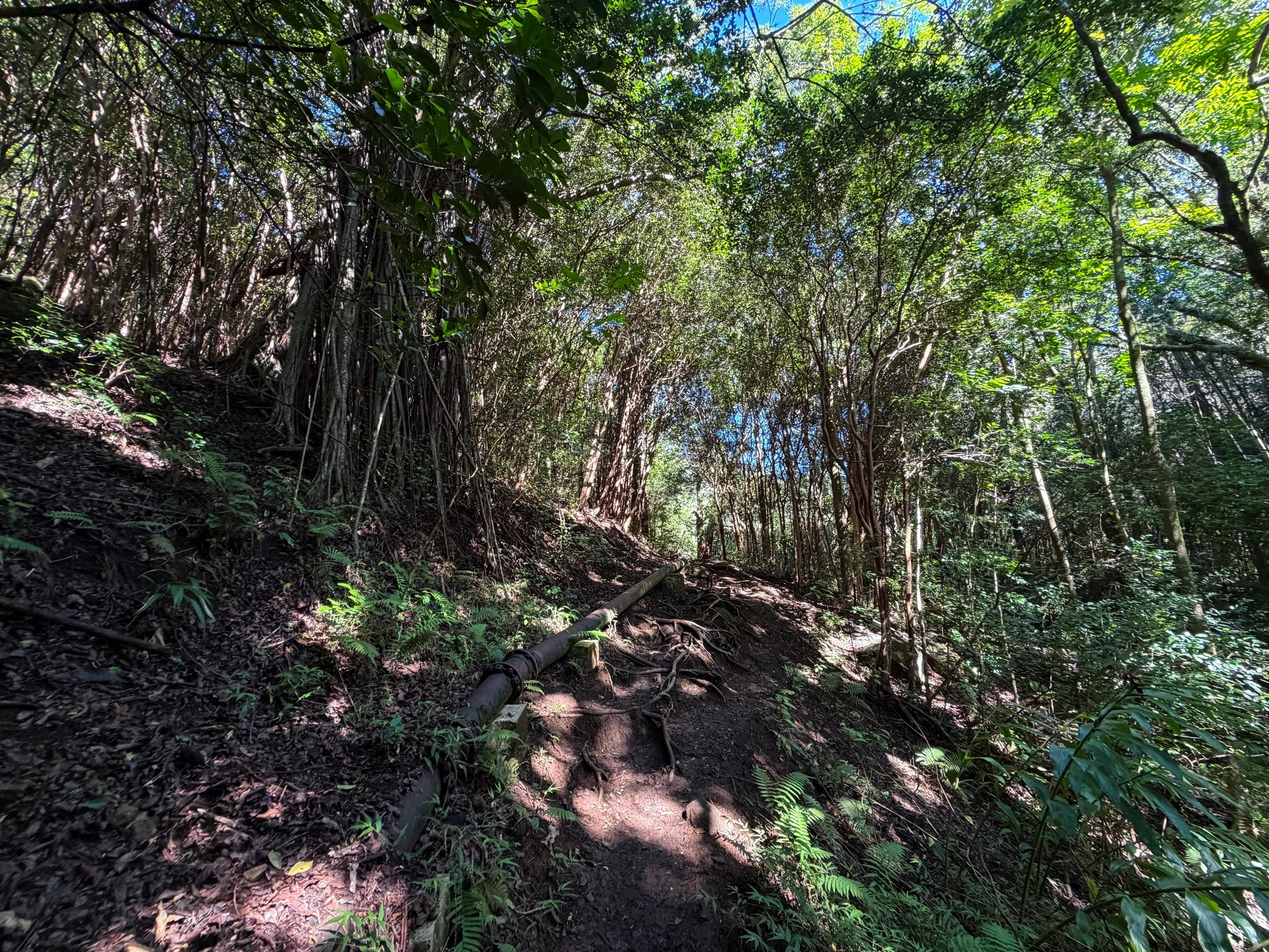 Kaau Crater Pipe Trail Oahu Hawaii