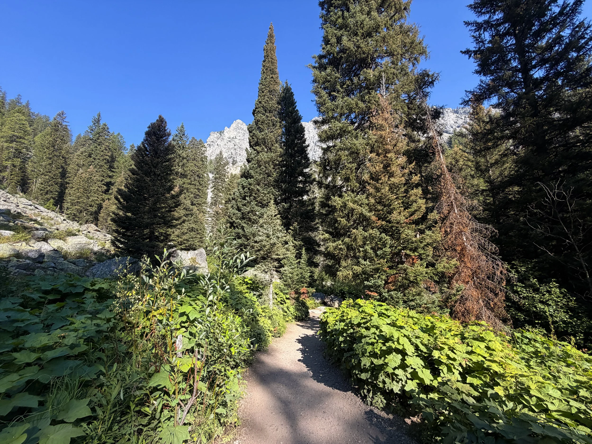Hidden Falls Hike Grand Teton National Park Wyoming