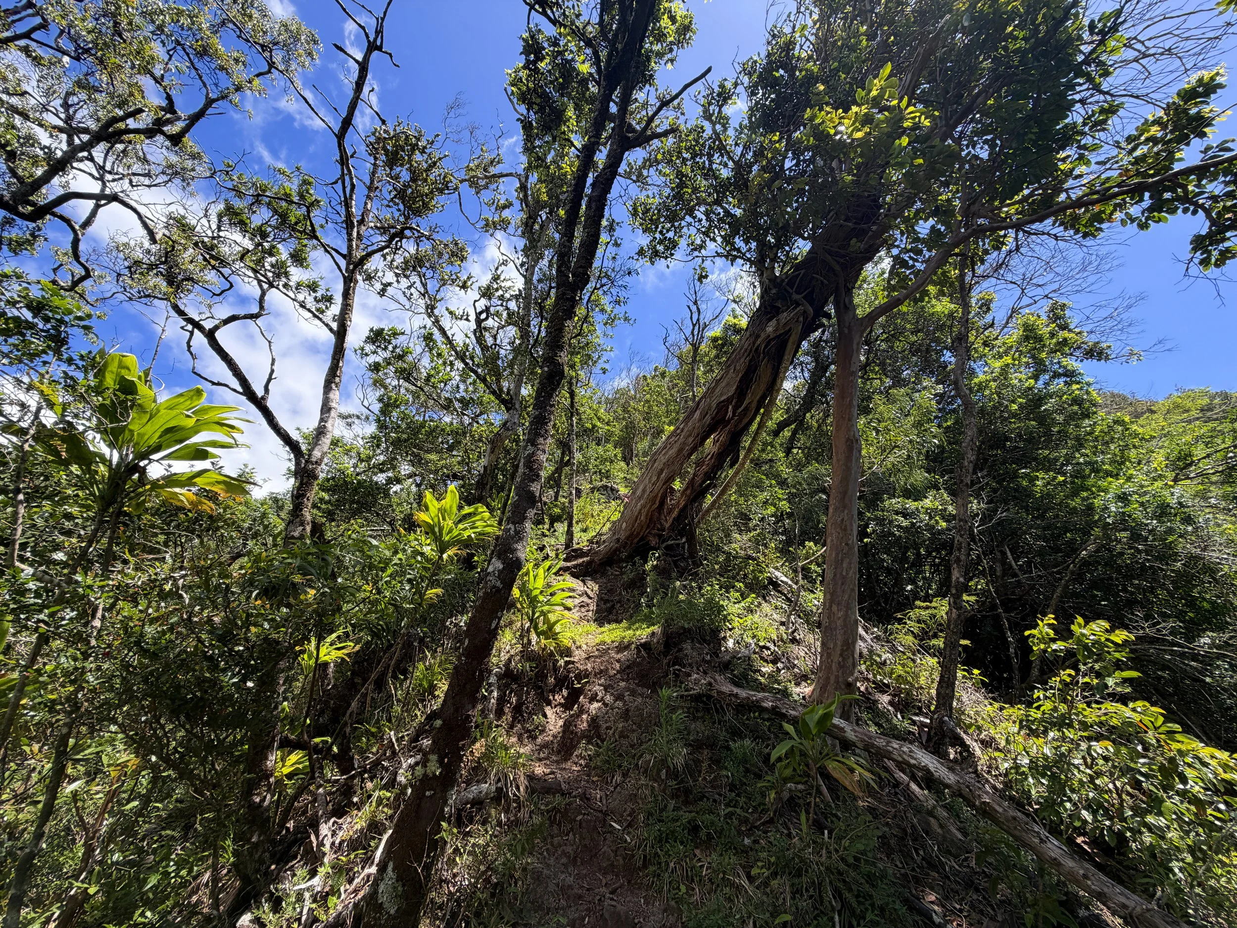 Moanalua Valley to Tripler Ridge Trail Oahu Hawaii