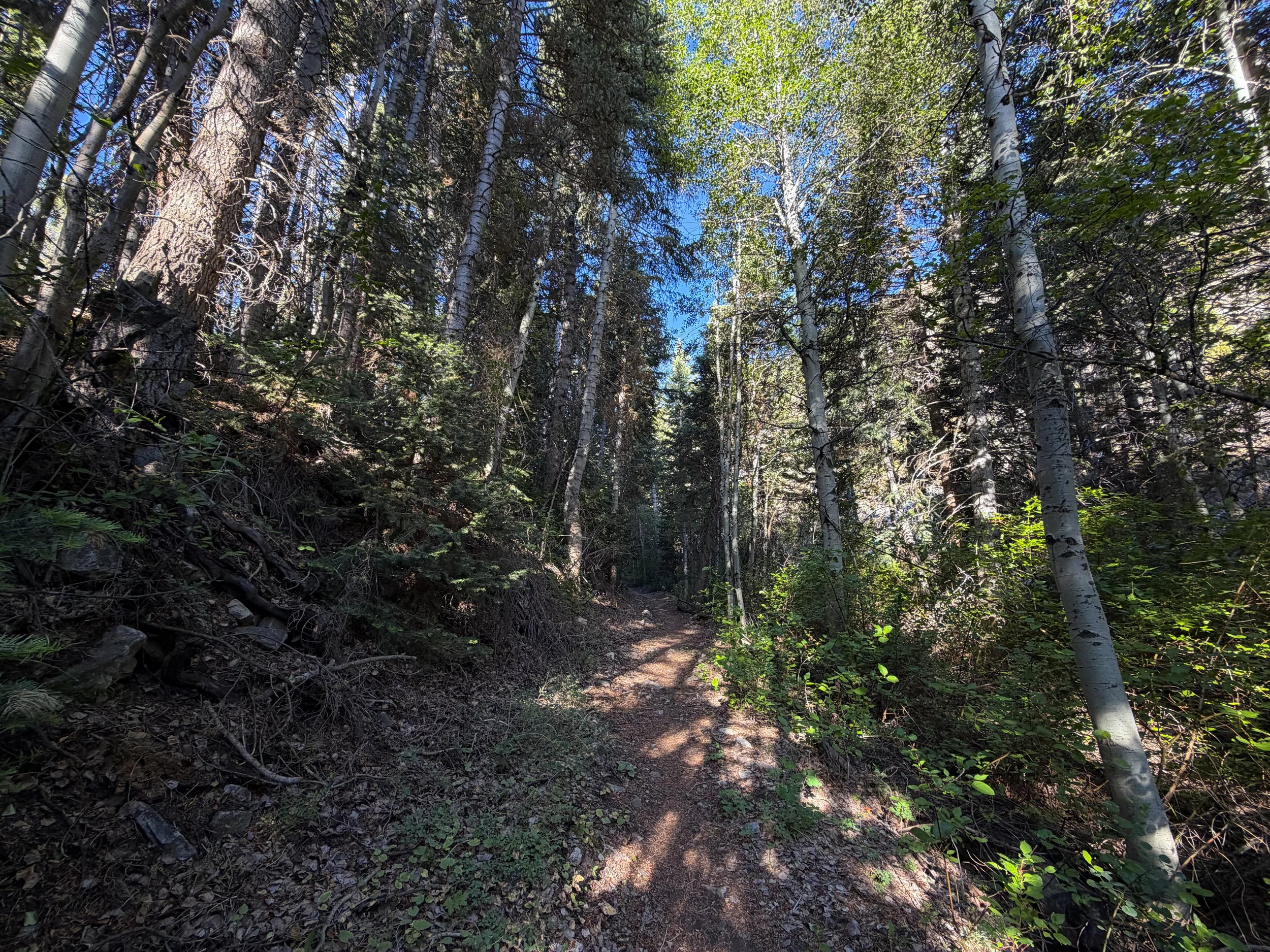 Pole Canyon Loop Trail Great Basin National Park Nevada