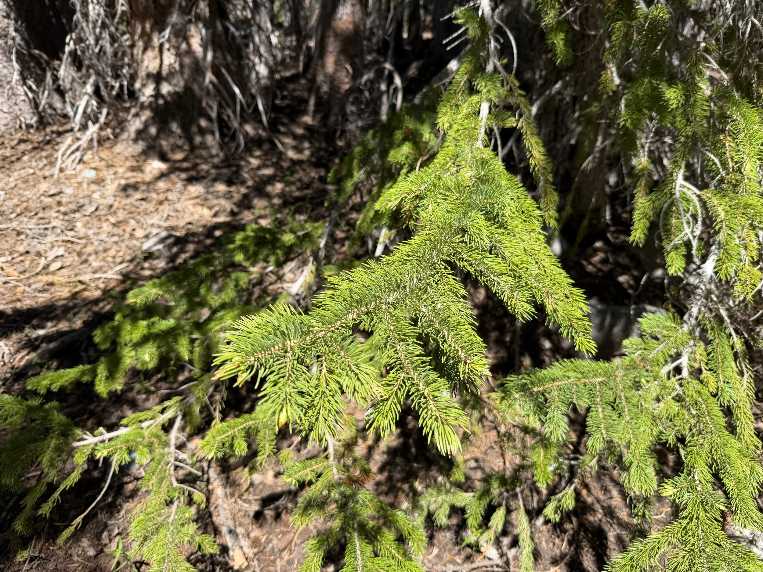 Engelmann Spruce Picea engelmannii