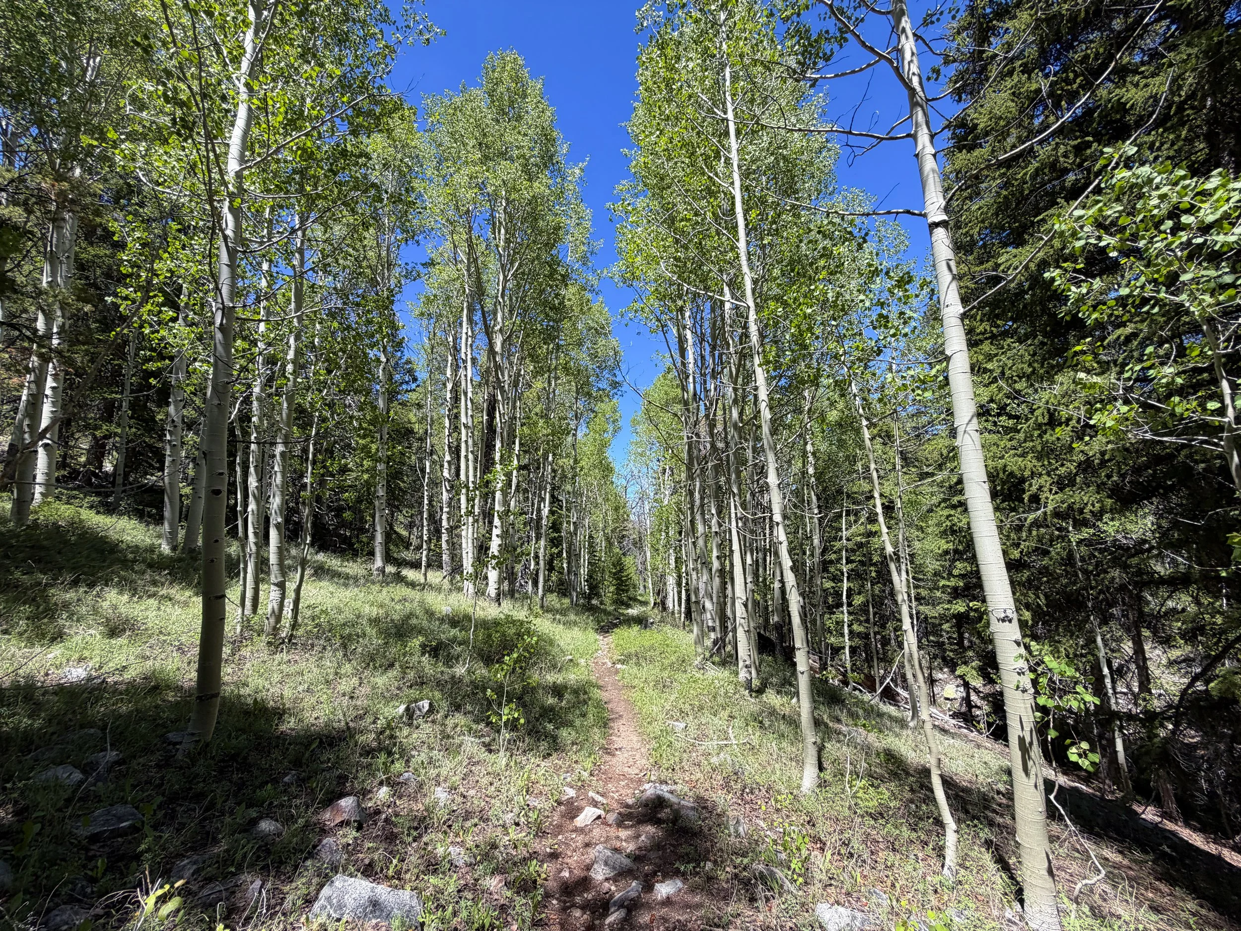 Timber Creek Loop Trail Great Basin National Park Nevada