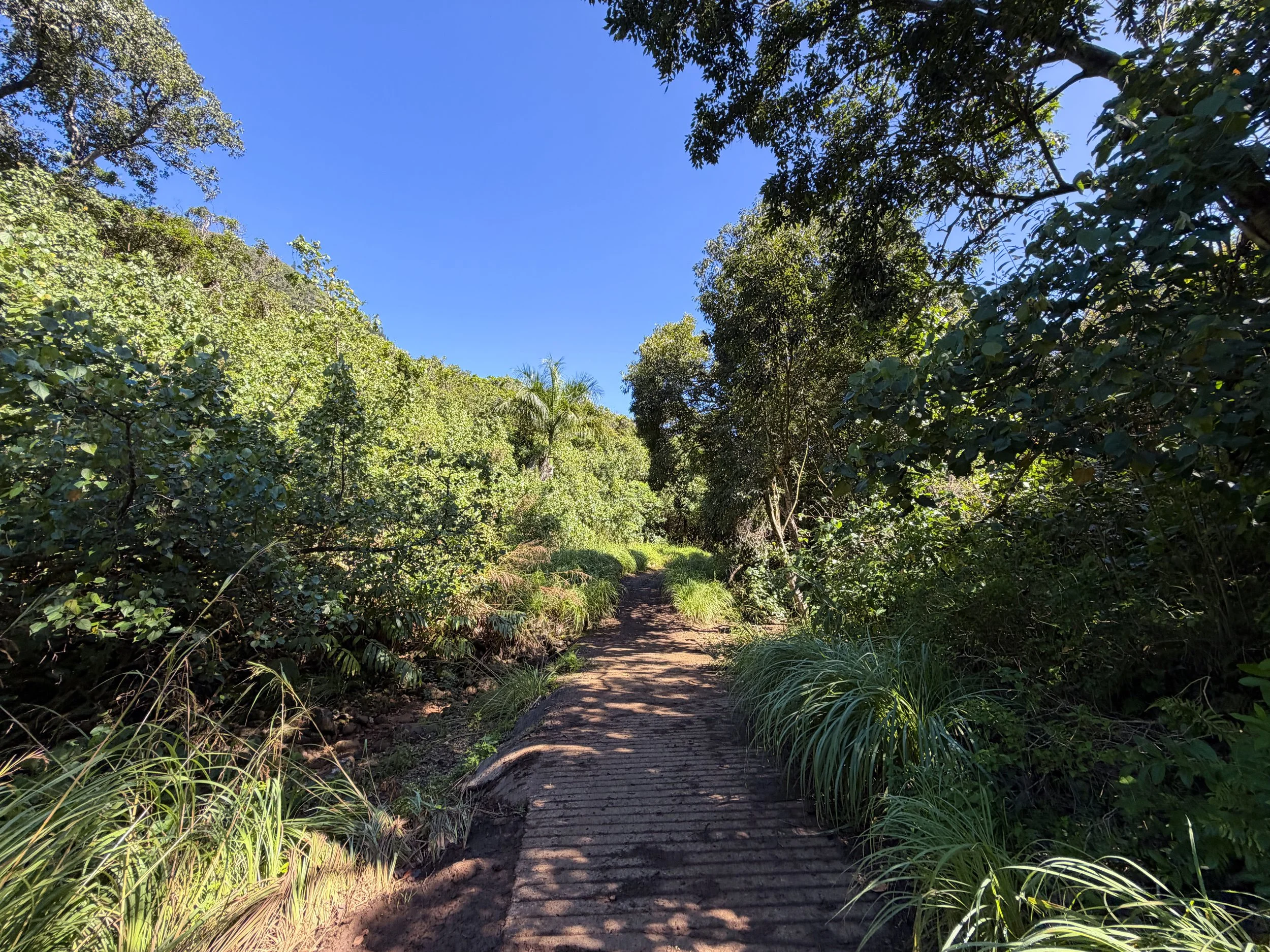 Tripler Ridge Trail via Kamananui Valley Road Oahu Hawaii
