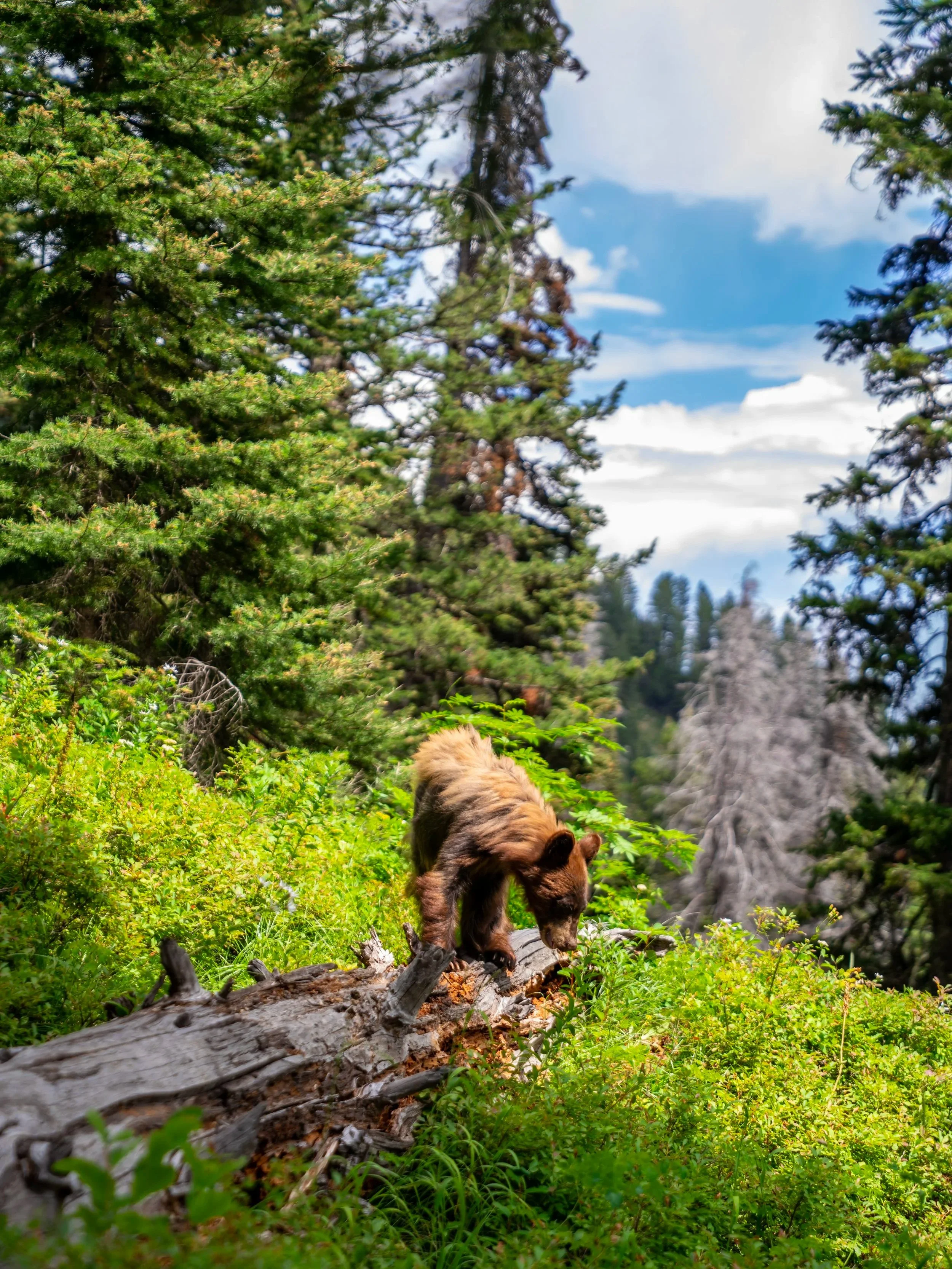 Black Bear Delta Lake Trail Grand Teton National Park