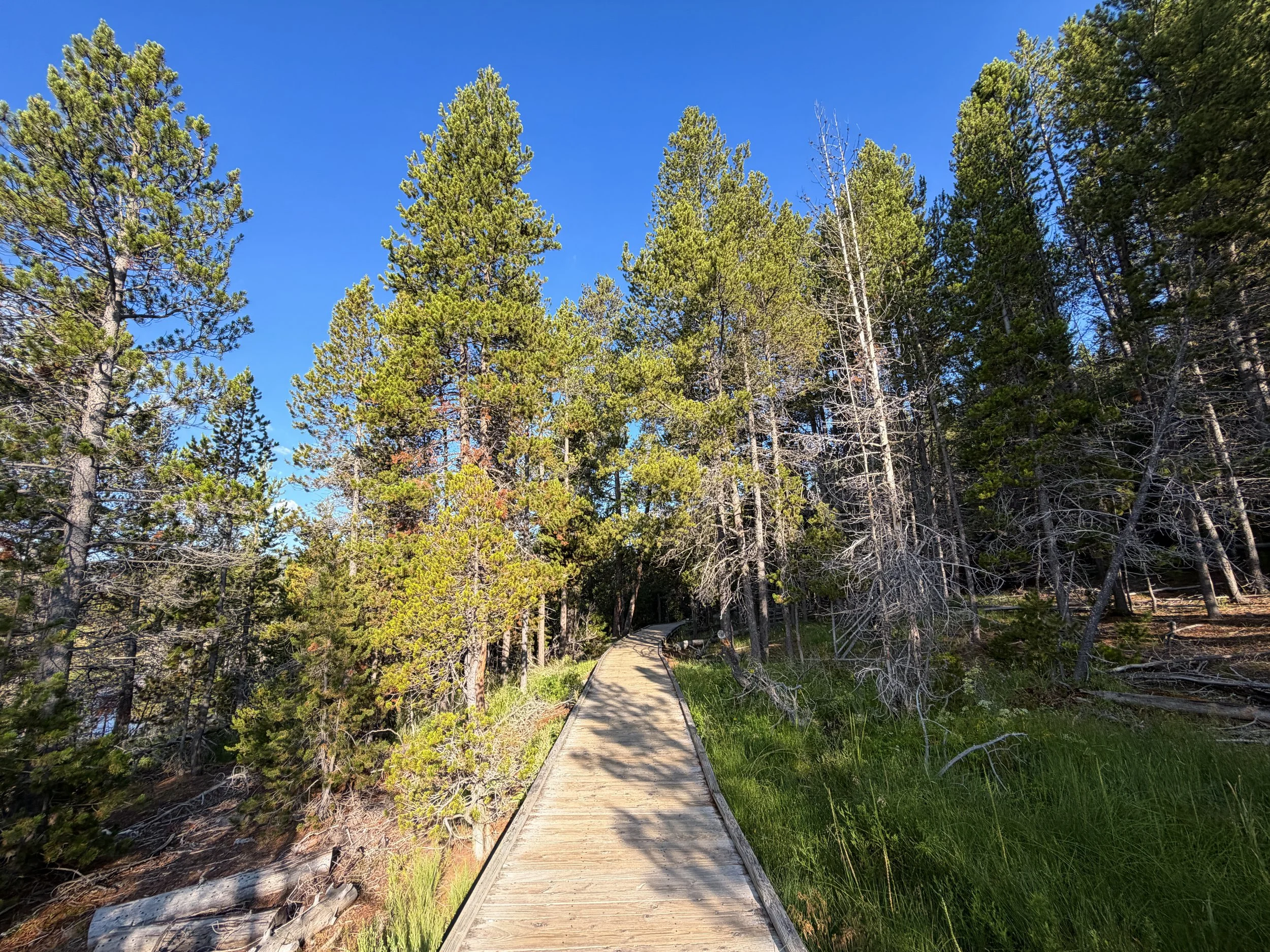 Upper Geyser Basin Trail Yellowstone National Park Wyoming