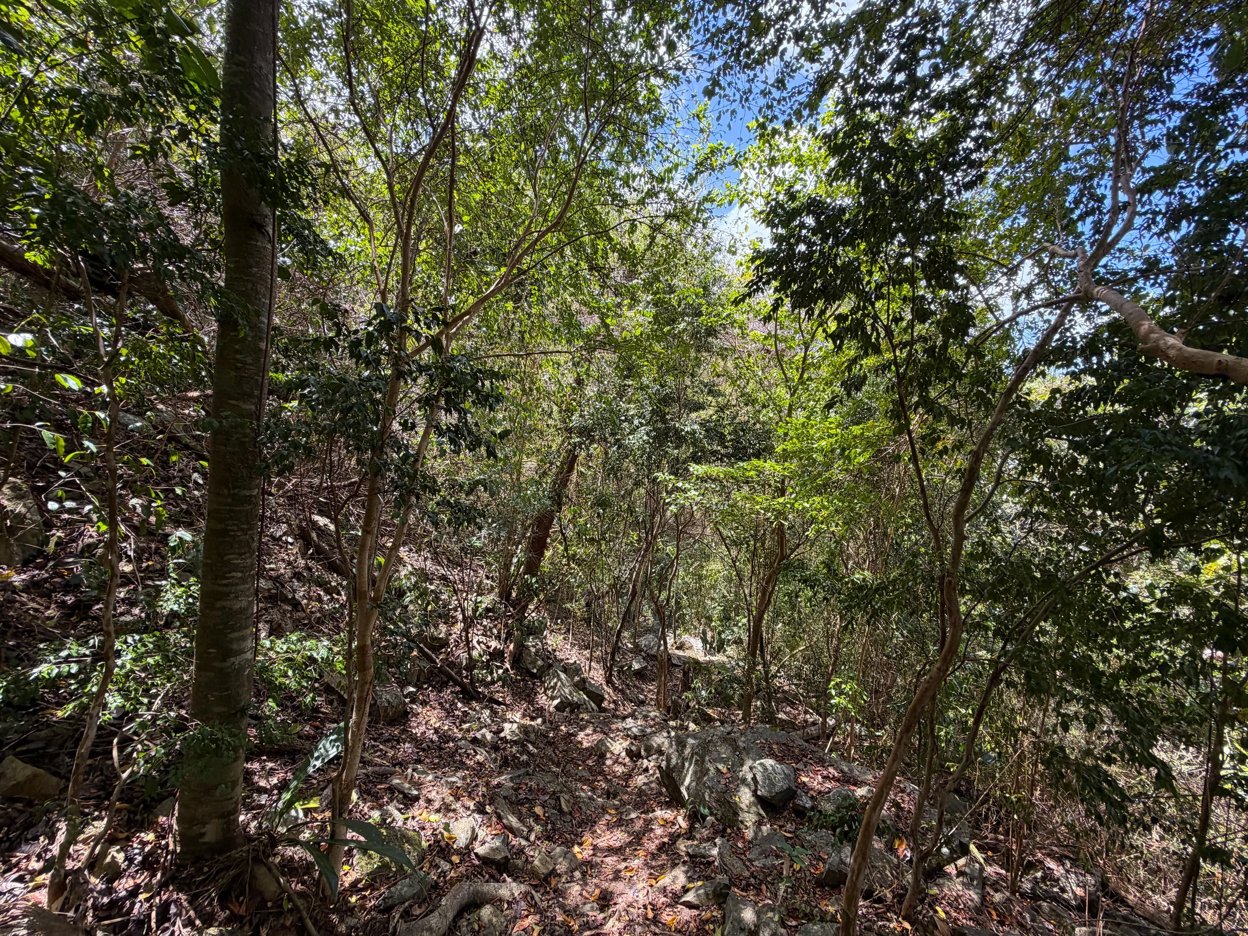 Maria Hope Trail Virgin Islands National Park