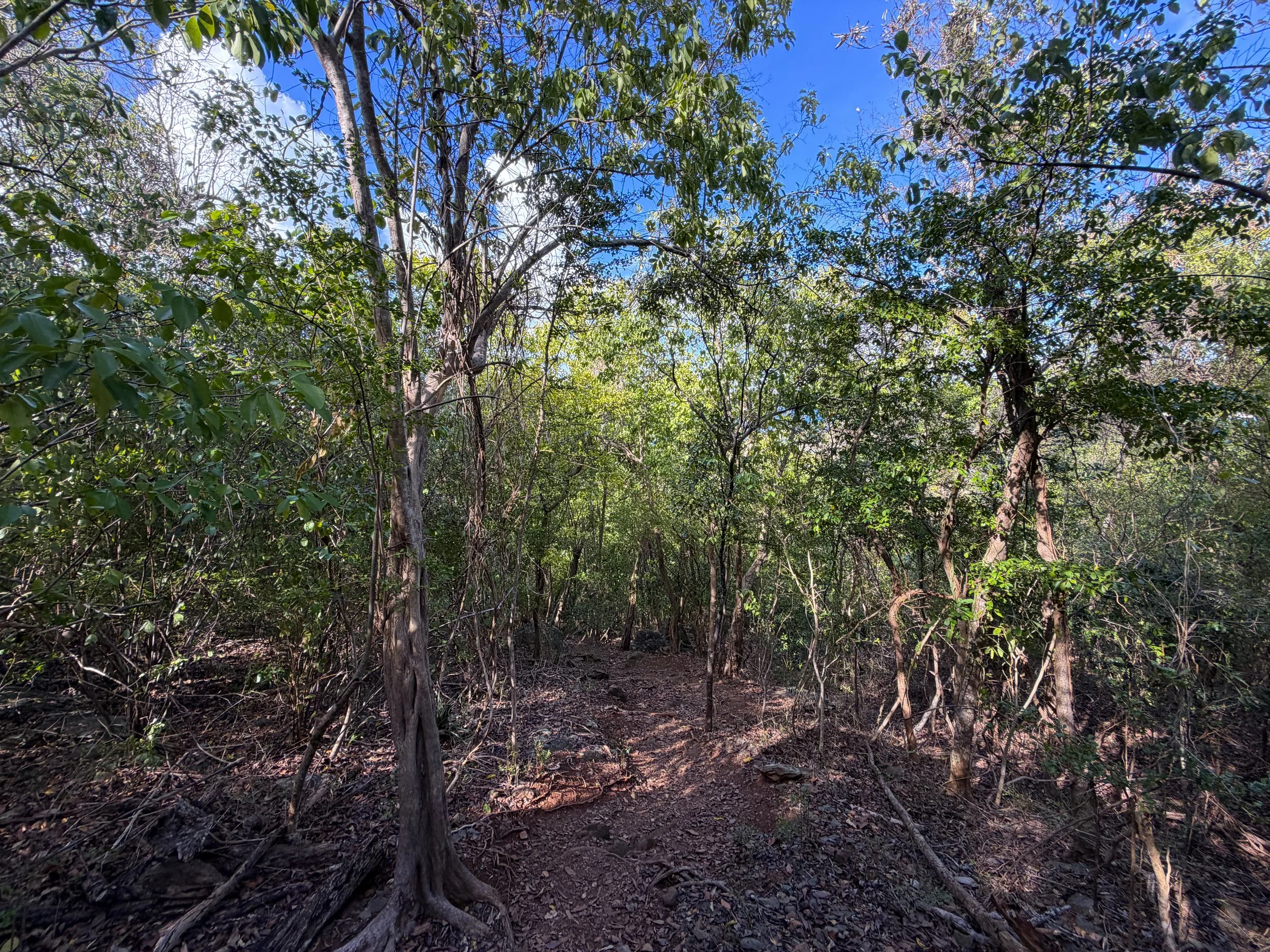 Denis Bay Trail to Oppenheimer Beach Virgin Islands National Park