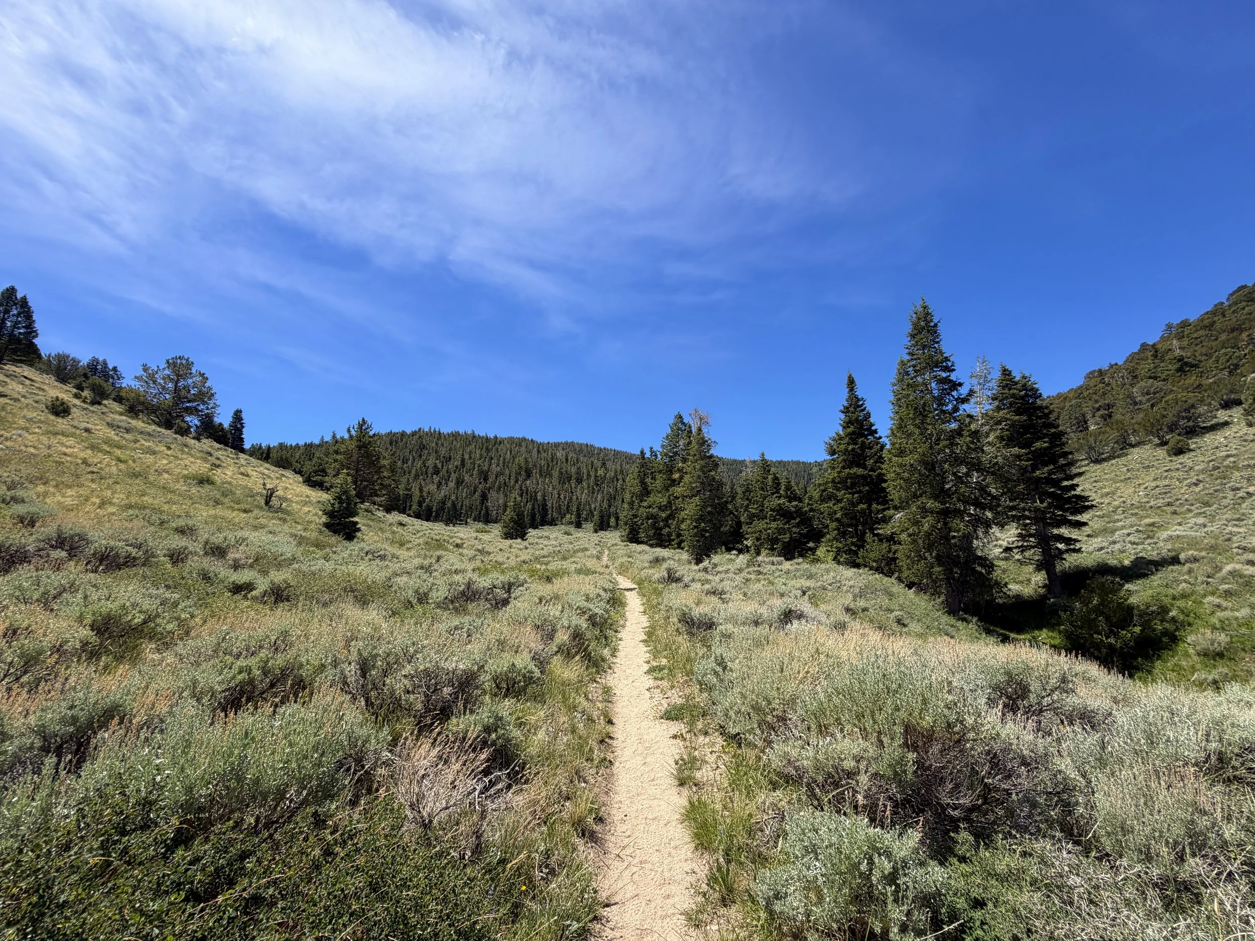 Timber Creek Loop Trail Great Basin National Park Nevada