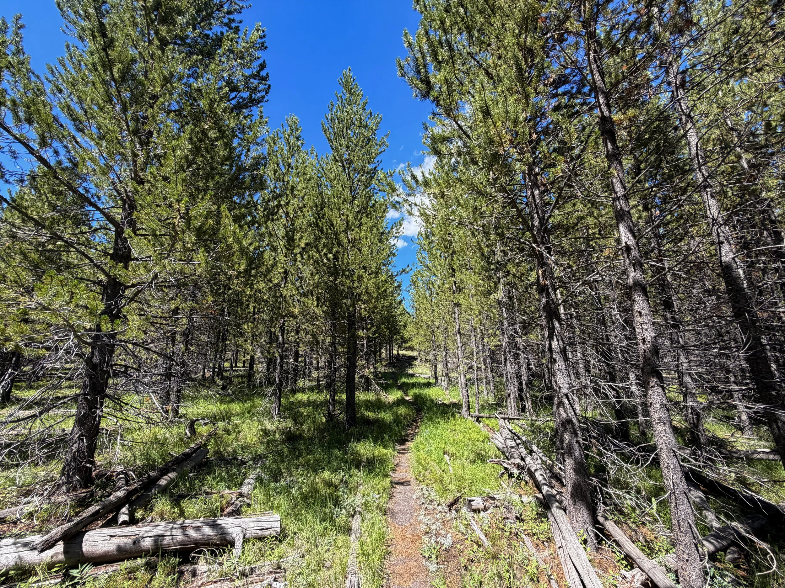 Fern Cascade Hike Yellowstone National Park Wyoming