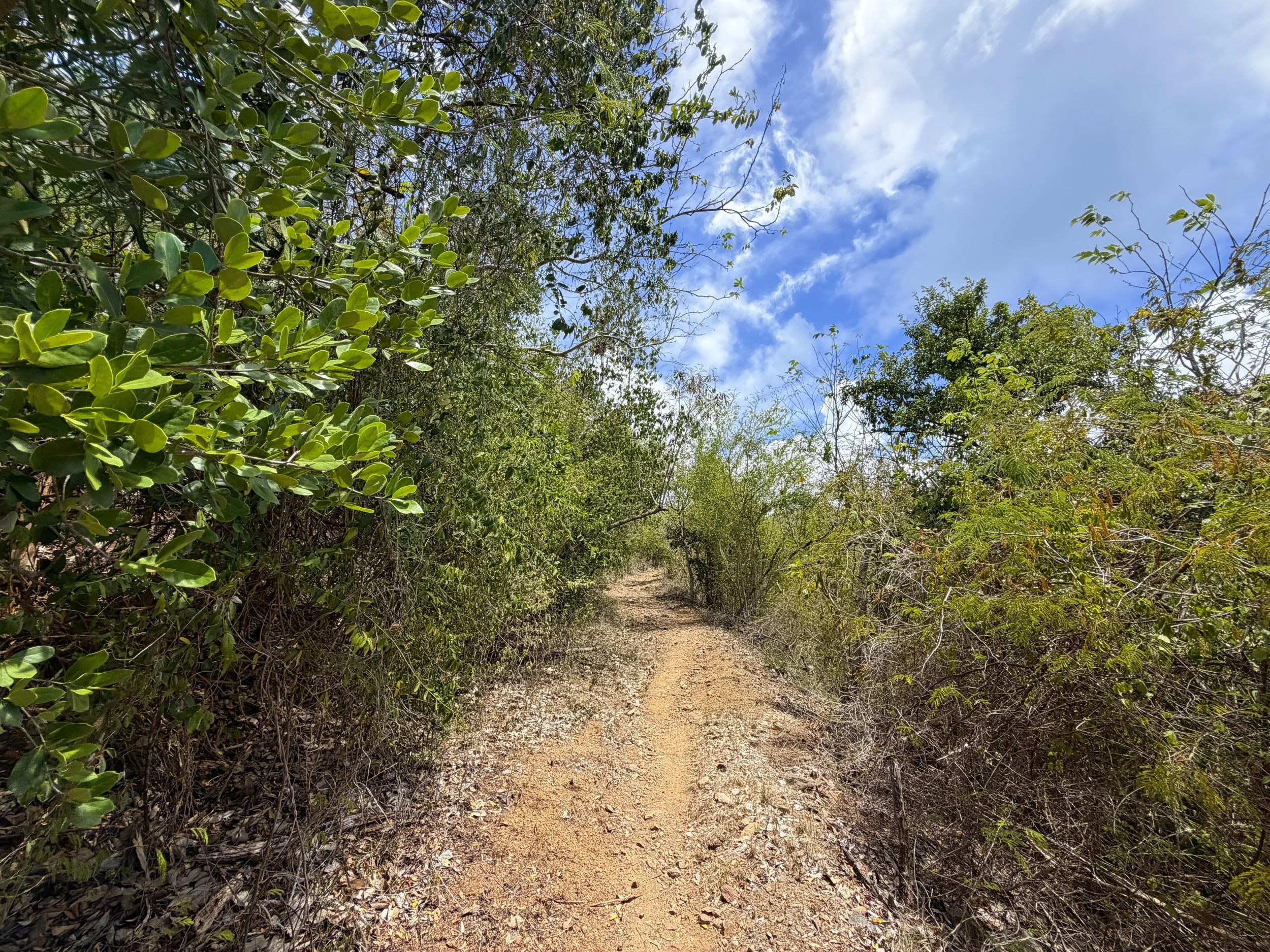 Brown Bay Trail Virgin Islands National Park