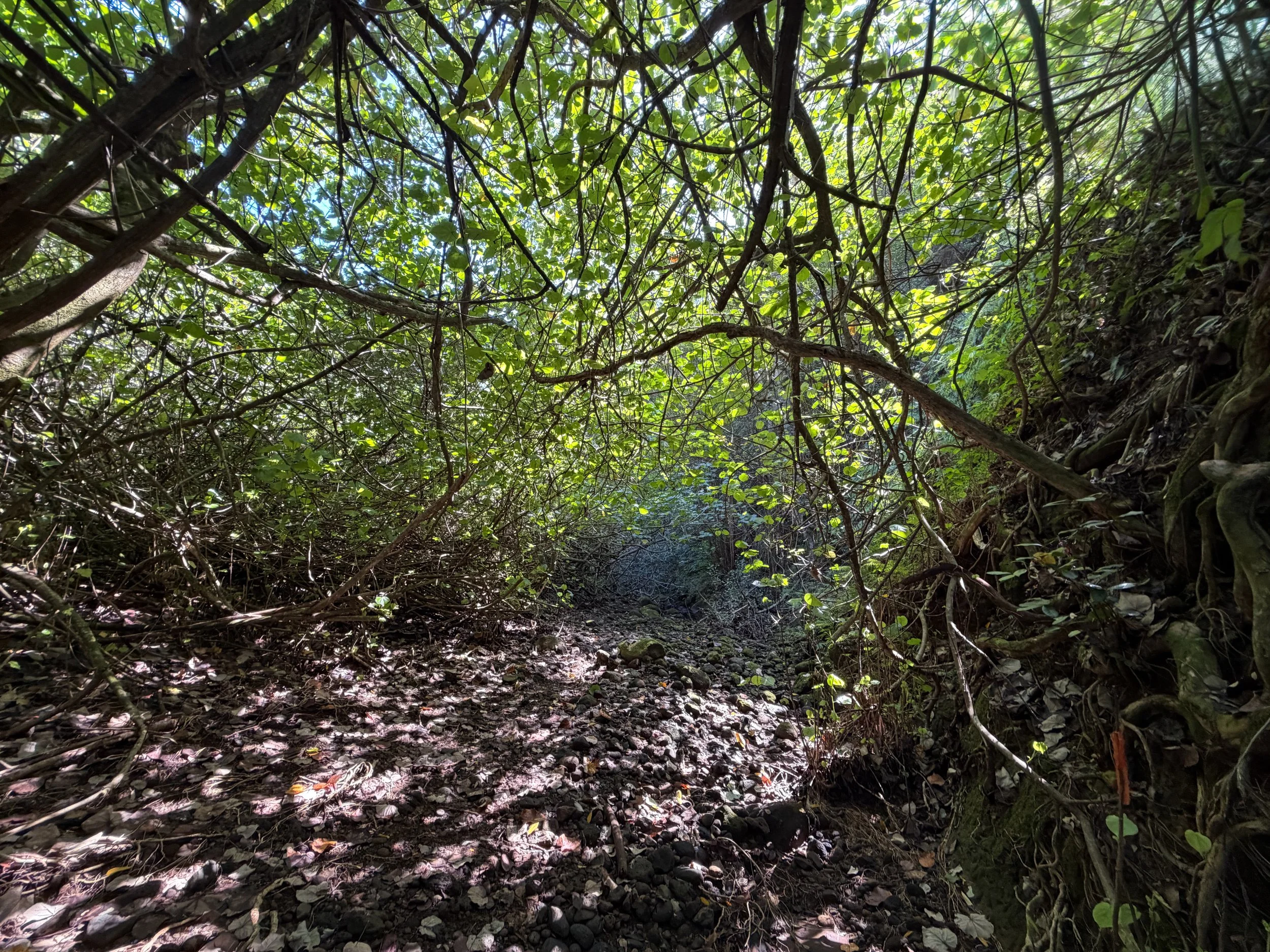 Kulanaahane Trail Oahu Hawaii