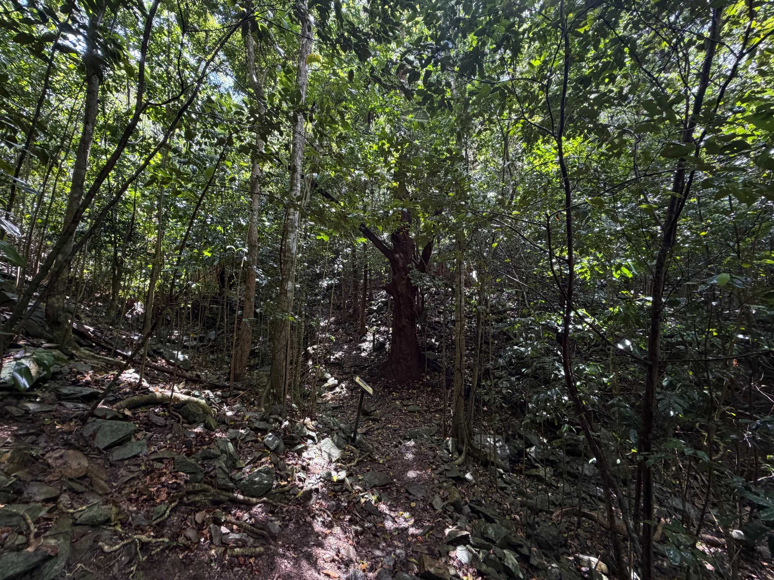 Cinnamon Bay Loop Trail Virgin Islands National Park