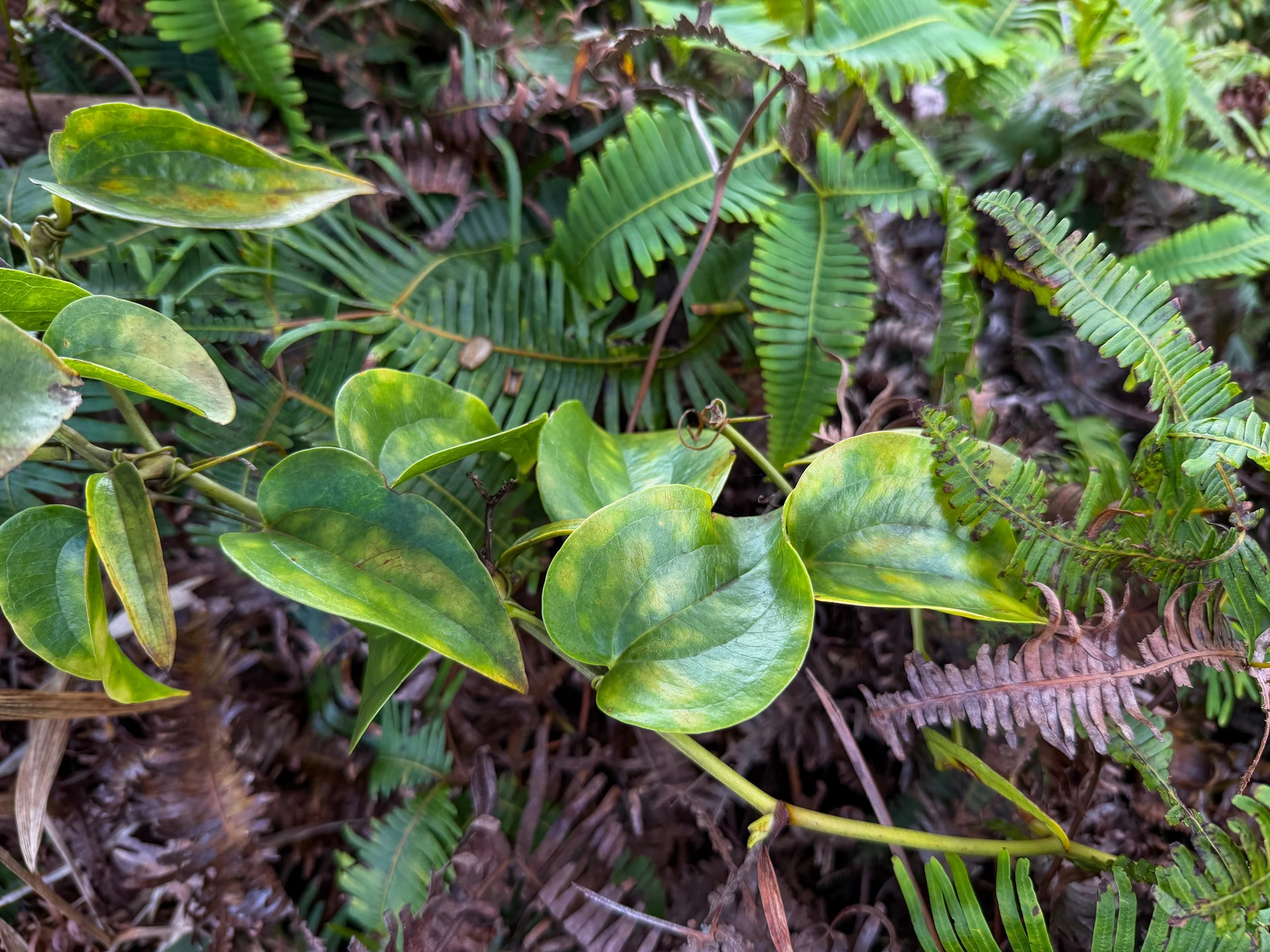 Akaawa Smilax melastomifolia