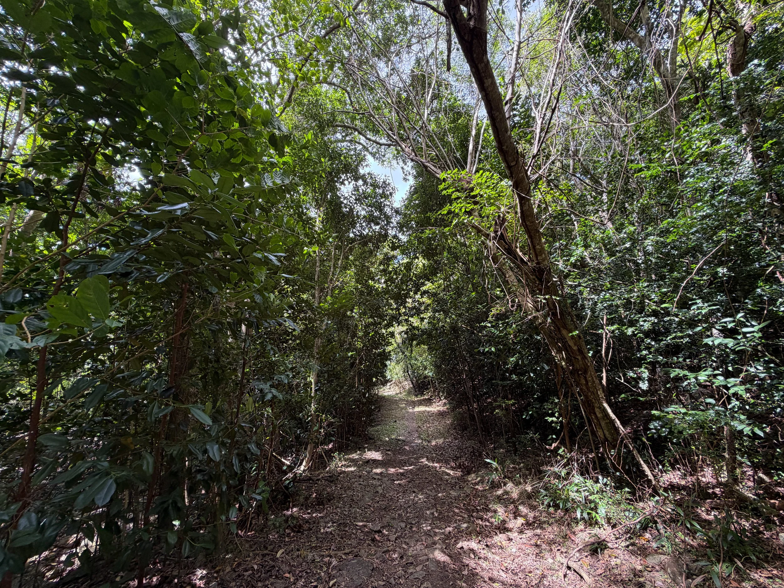 LEsperance Trail Virgin Islands National Park