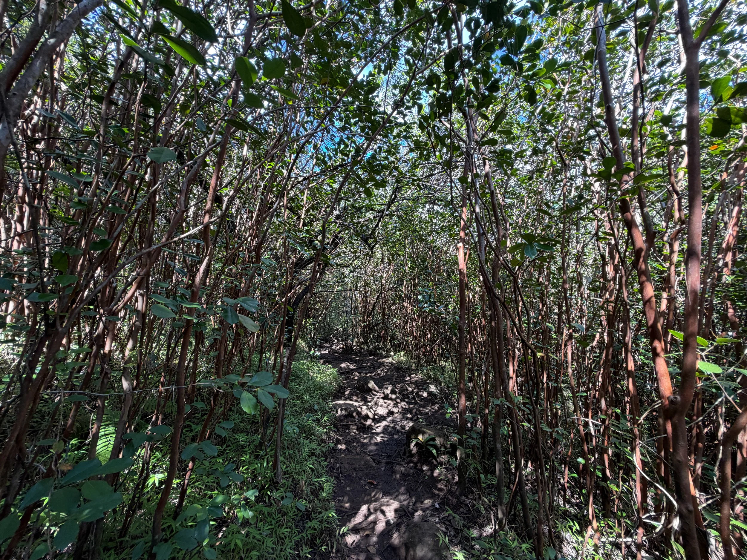 Waimano Falls Trail Oahu Hawaii