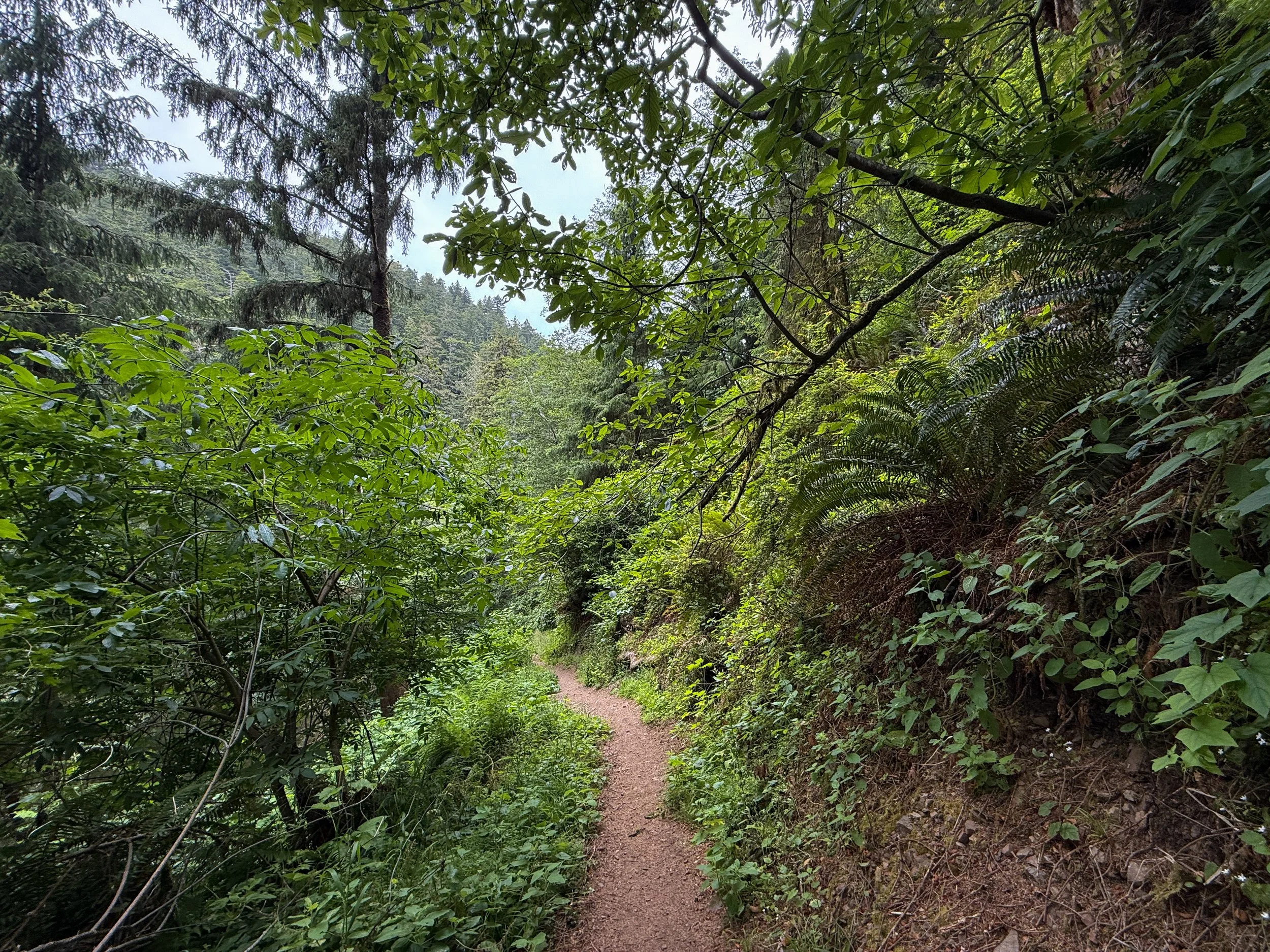 Damnation Creek Trail Del Norte Coast Redwoods State Park California