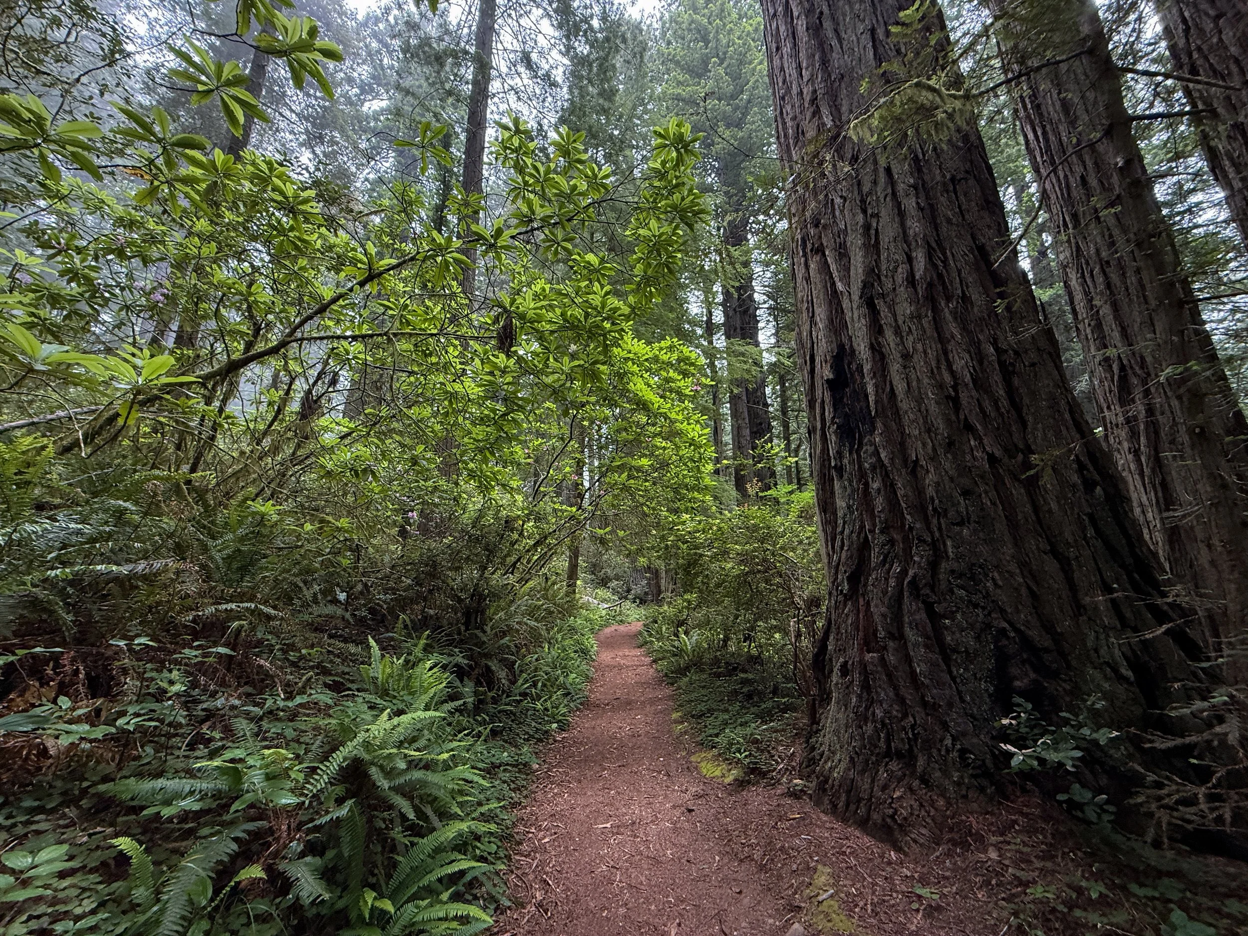 Damnation Creek Trail Del Norte Coast Redwoods State Park California