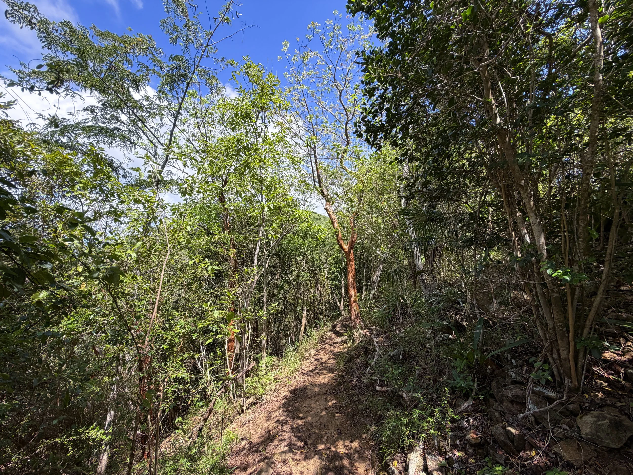 Caneel Hill Trail to Tamarind Tree Trail Virgin Islands National Park