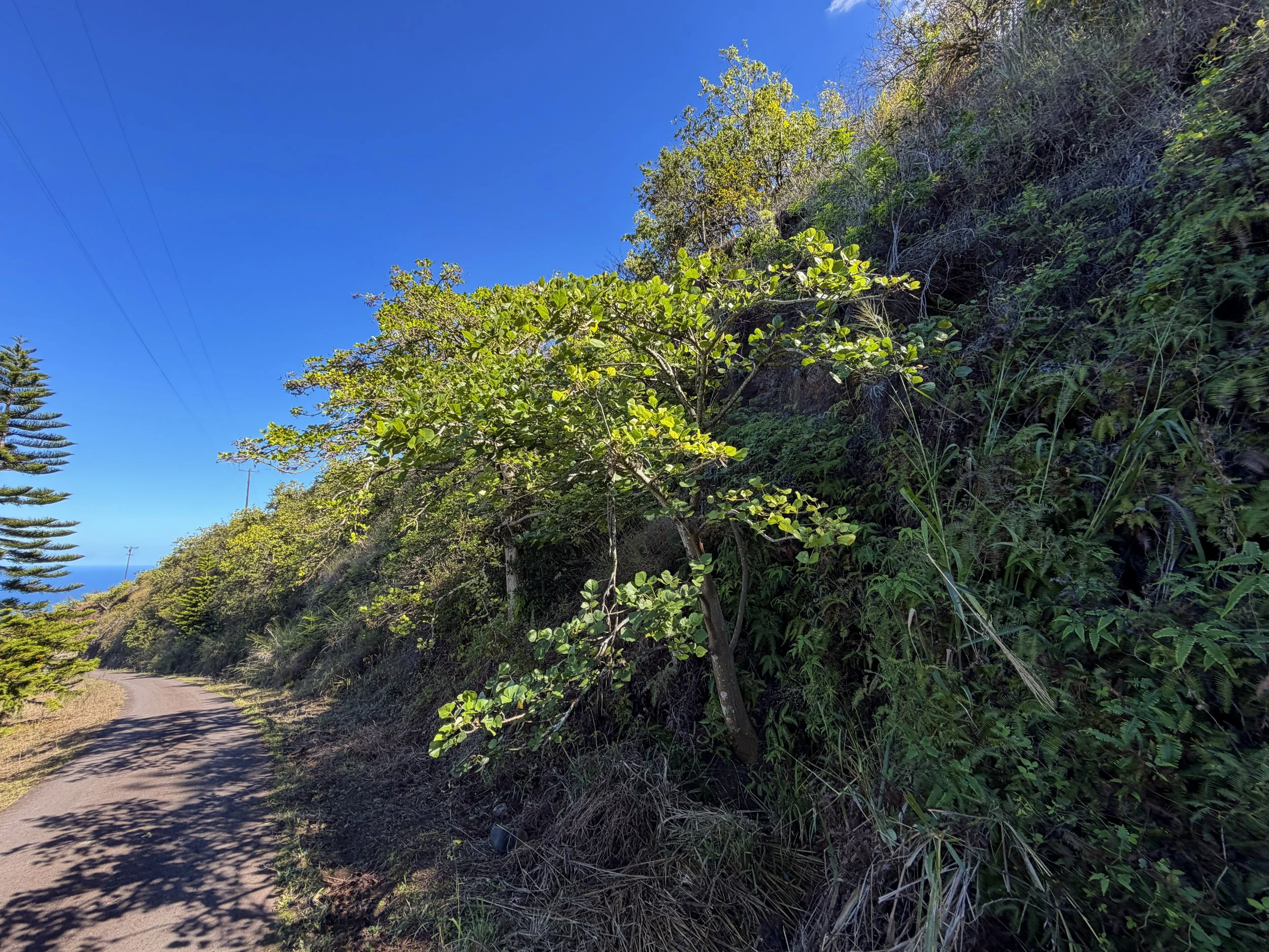Wiliwili Erythrina sandwicensis