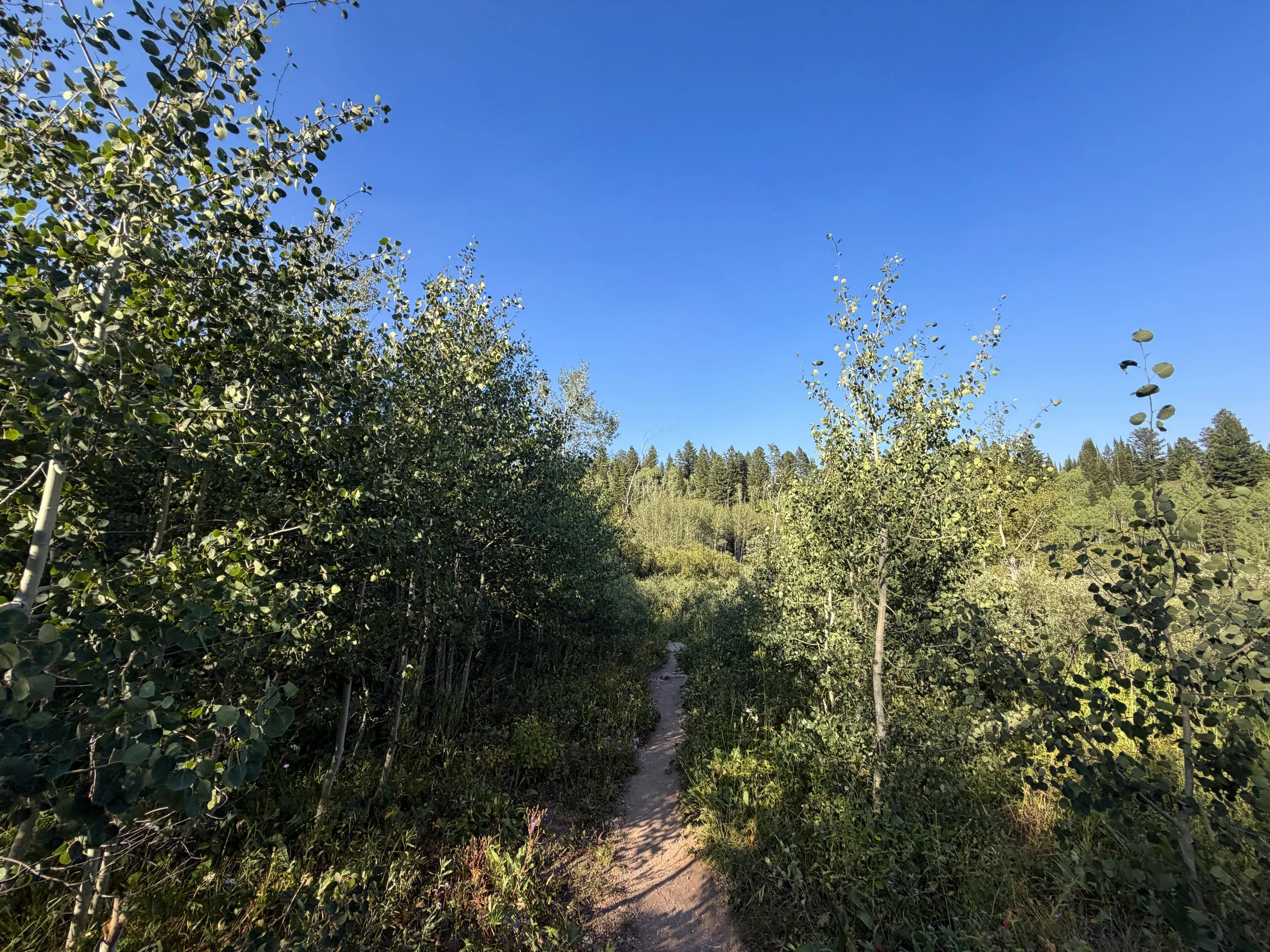 Moose Ponds Hike Grand Teton National Park Wyoming