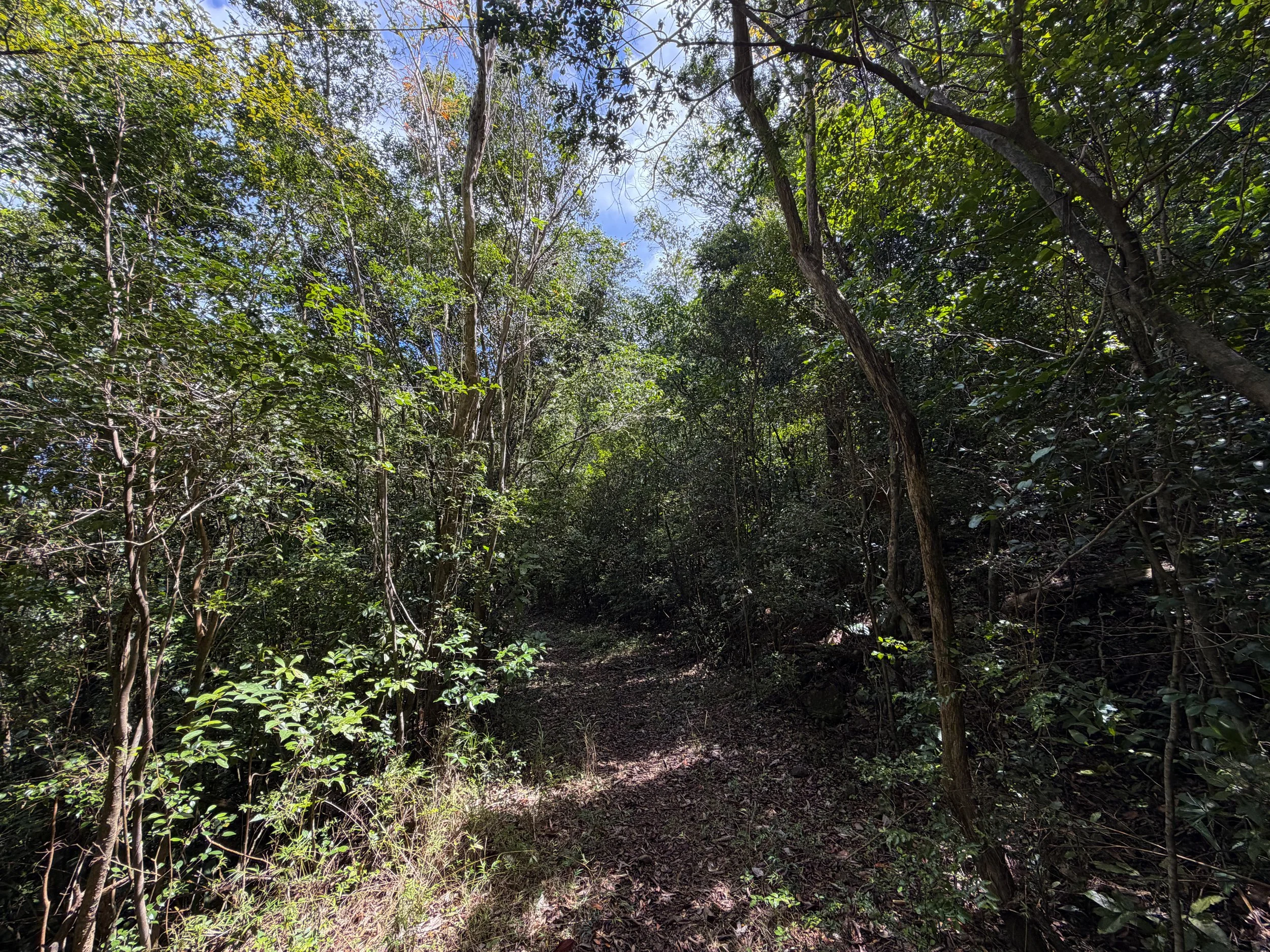 Water Catchment Trail Virgin Islands National Park