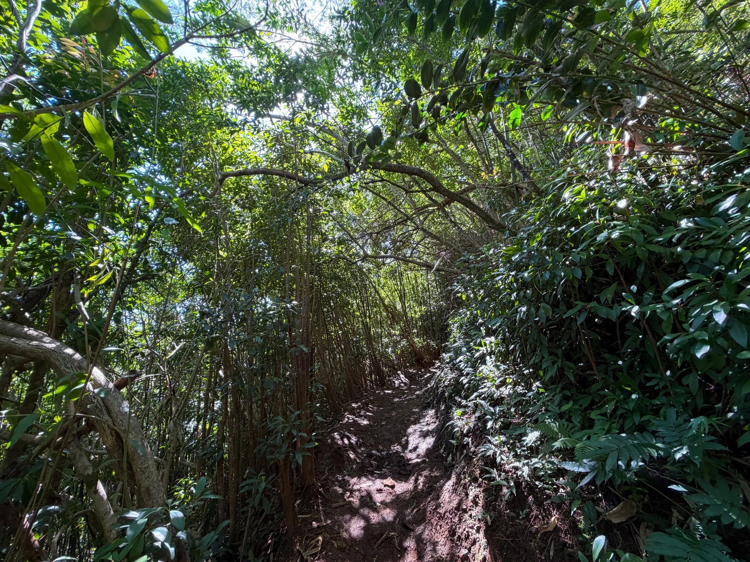 Aihualama Trail Oahu Hawaii