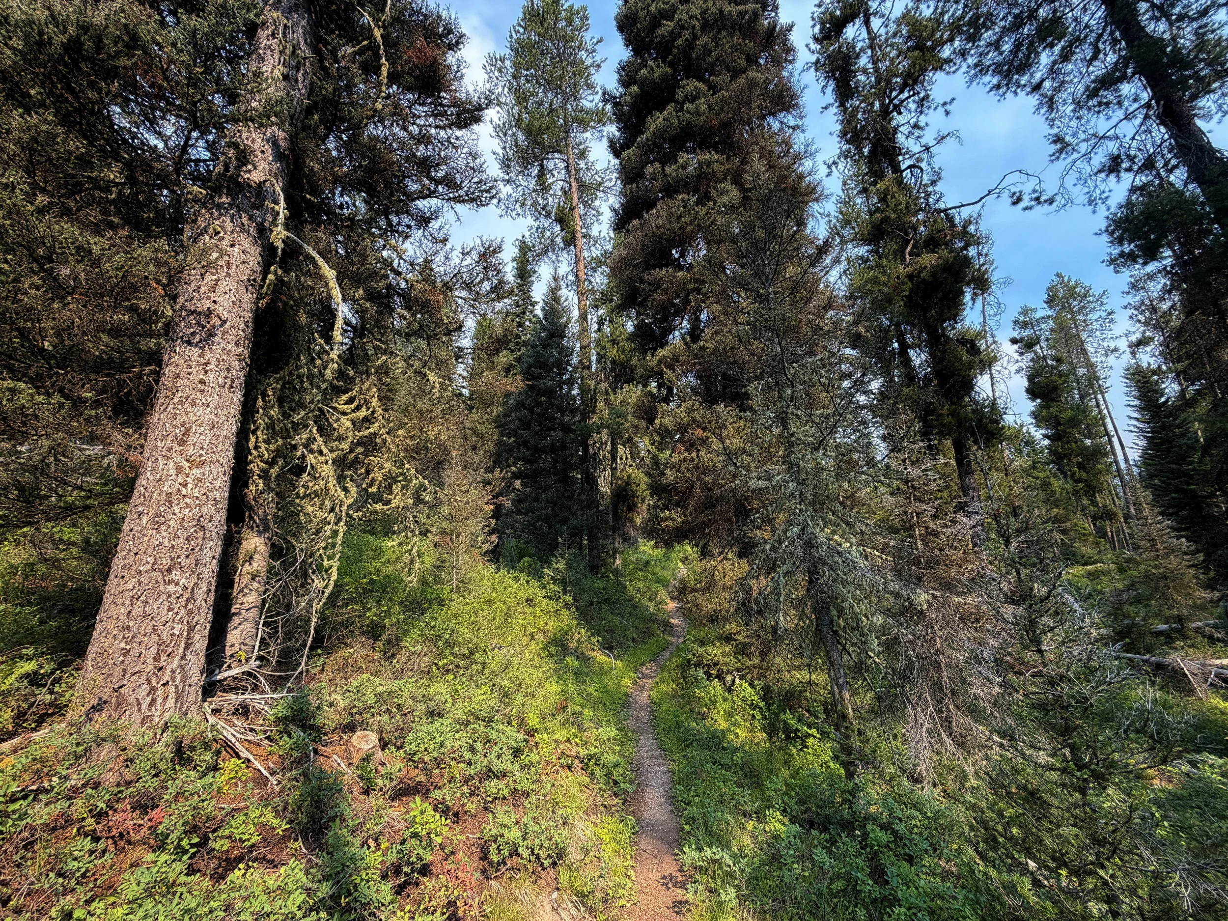 Aspen Ridge Loop Trail Grand Teton National Park Wyoming