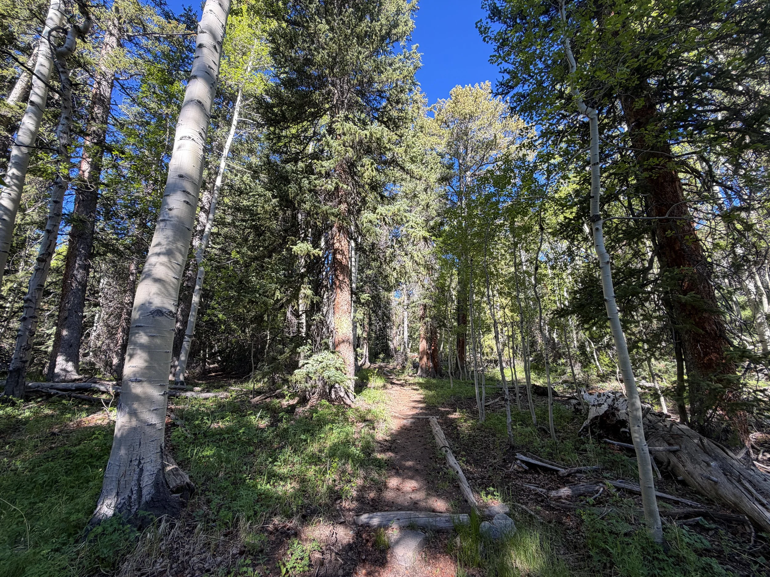 Lehman Creek Trail Great Basin National Park Nevada