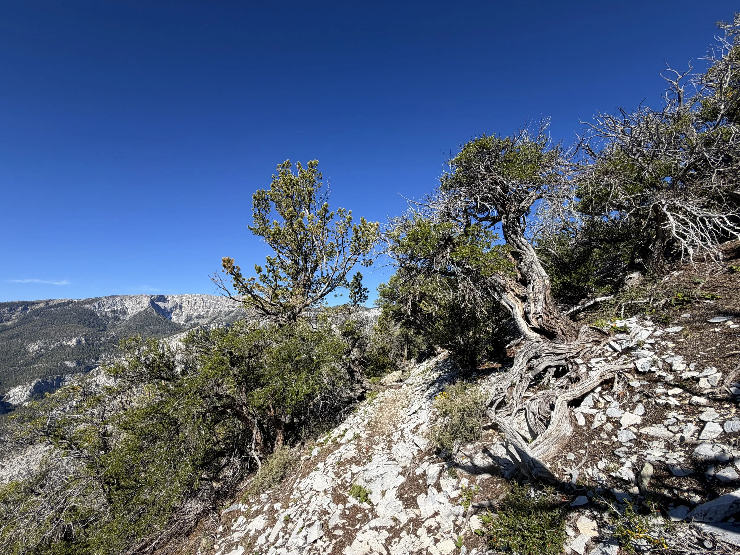 Snake Divide Trail to Magic Grove Great Basin National Park Nevada