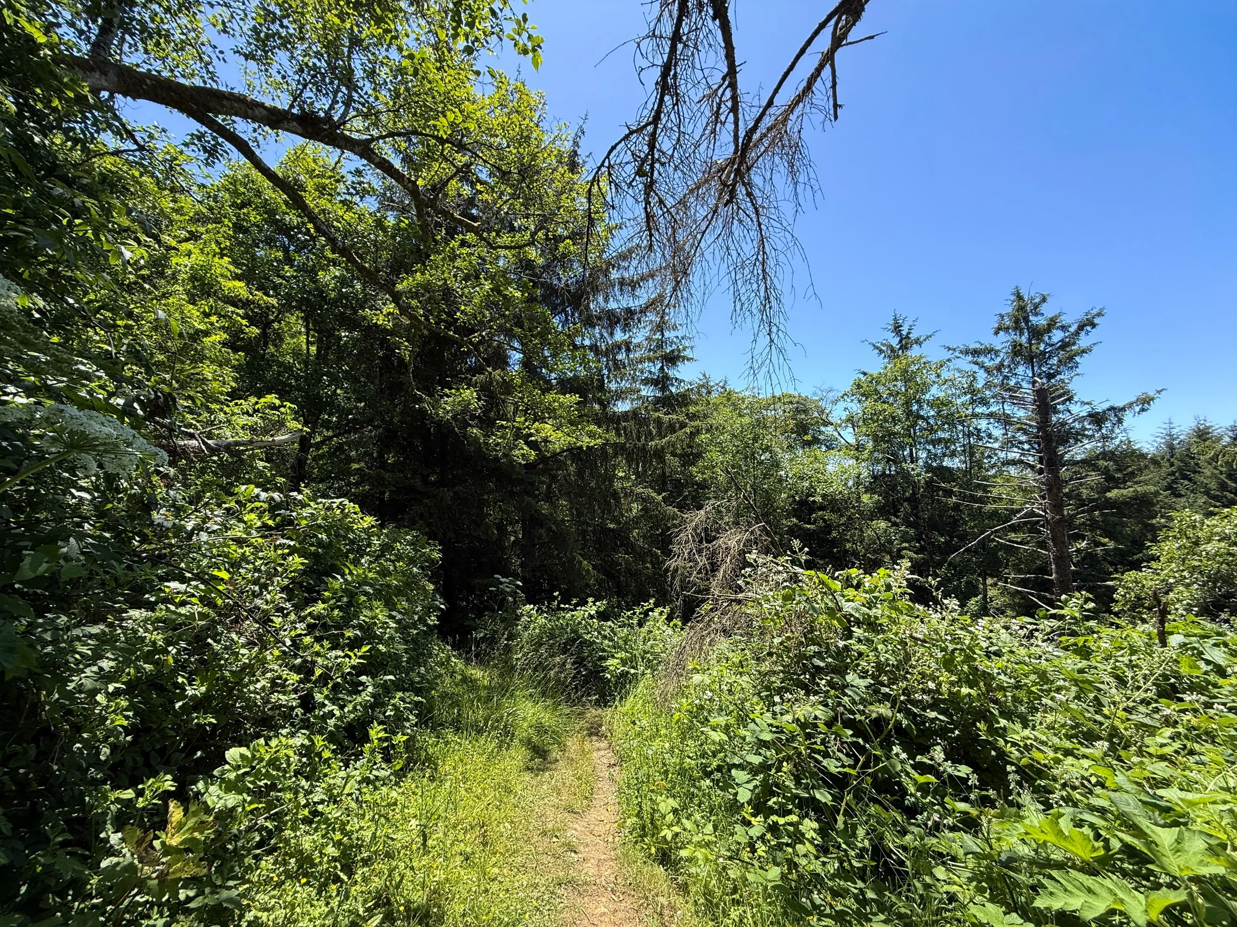 Ossagon Trail Prairie Creek Redwoods State Park California