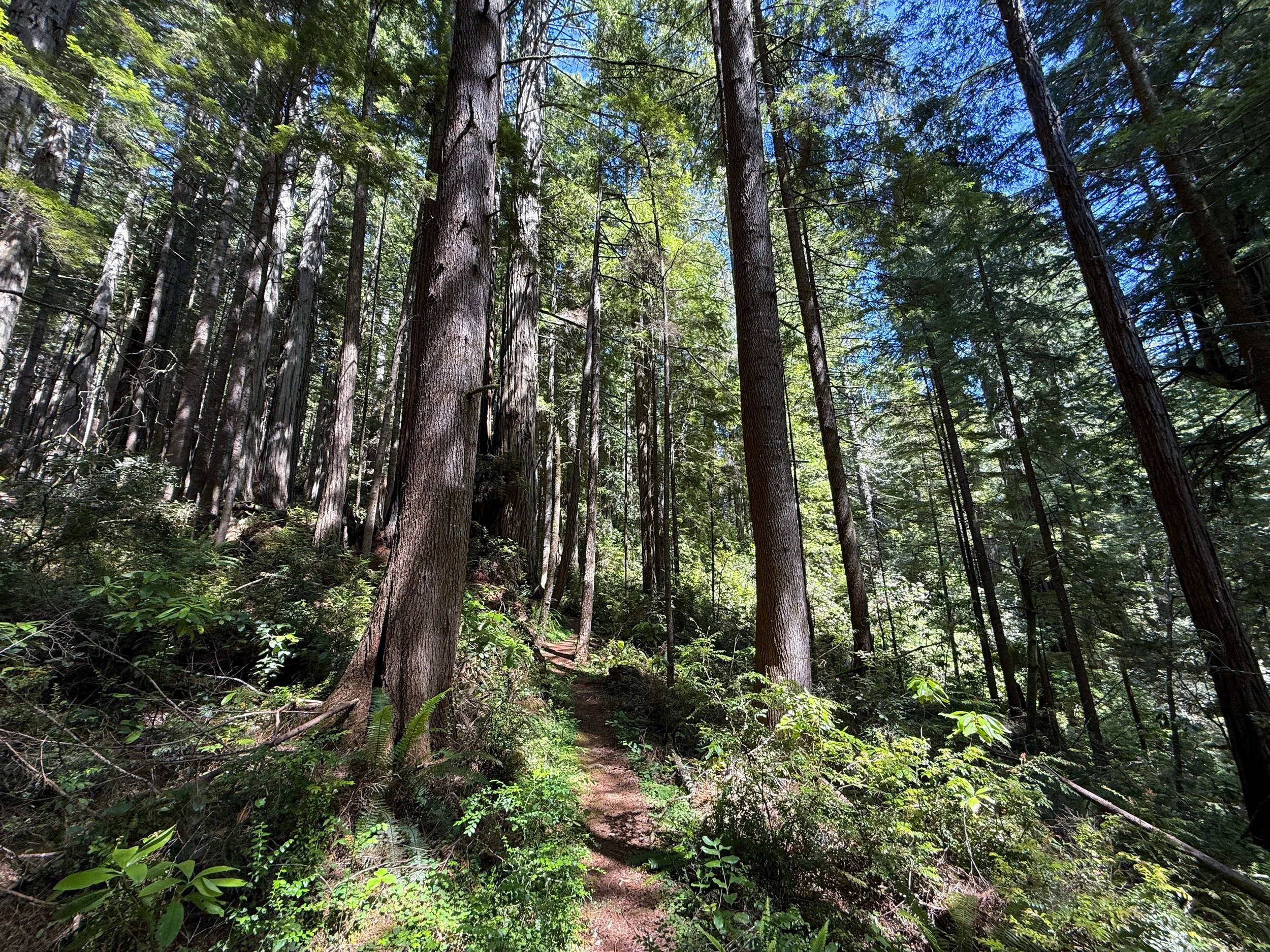 Hope Creek-Ten Taypo Loop Trail Prairie Creek Redwoods State Park California