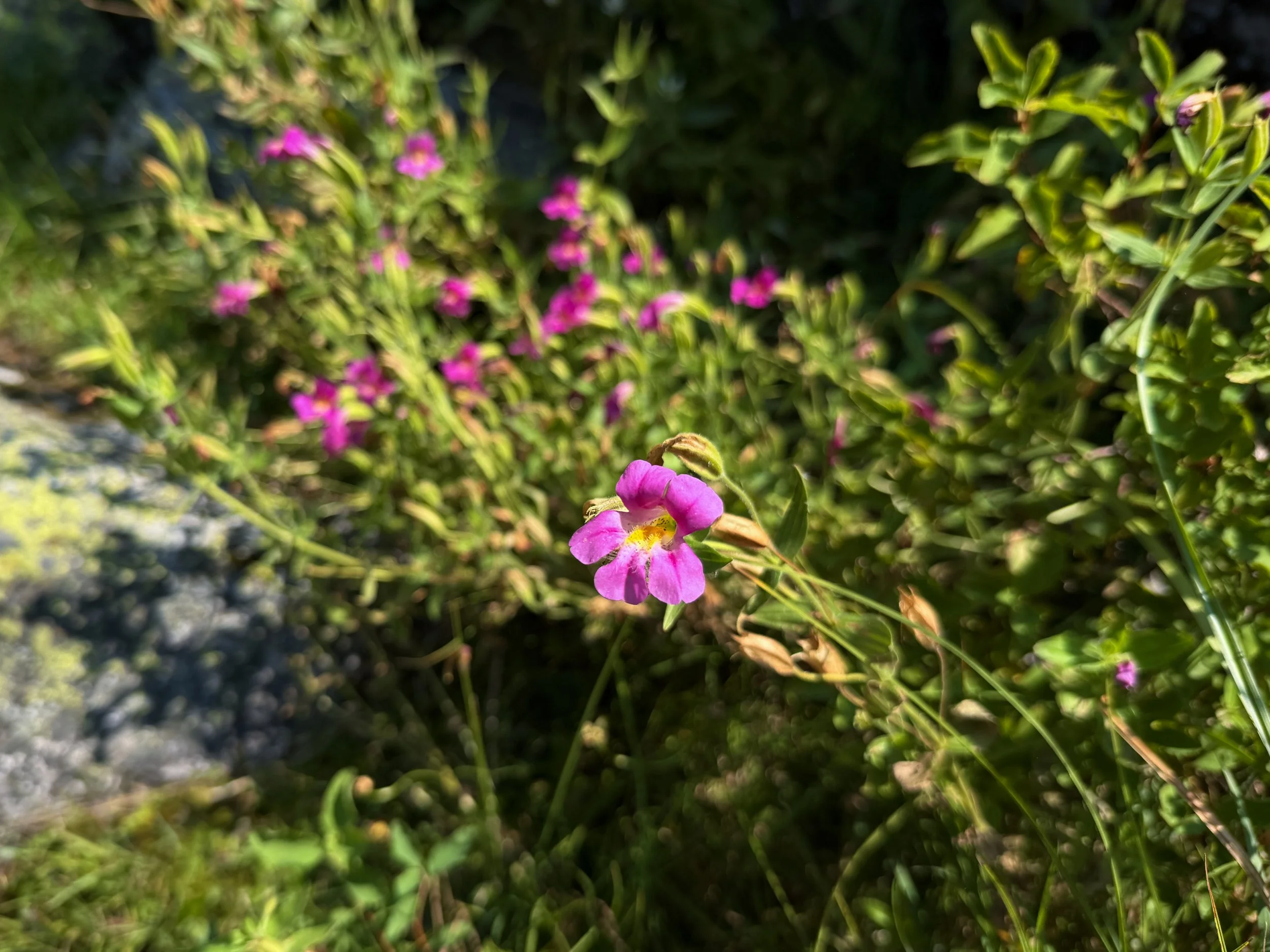 Purple Monkey-flower Erythranthe lewisii